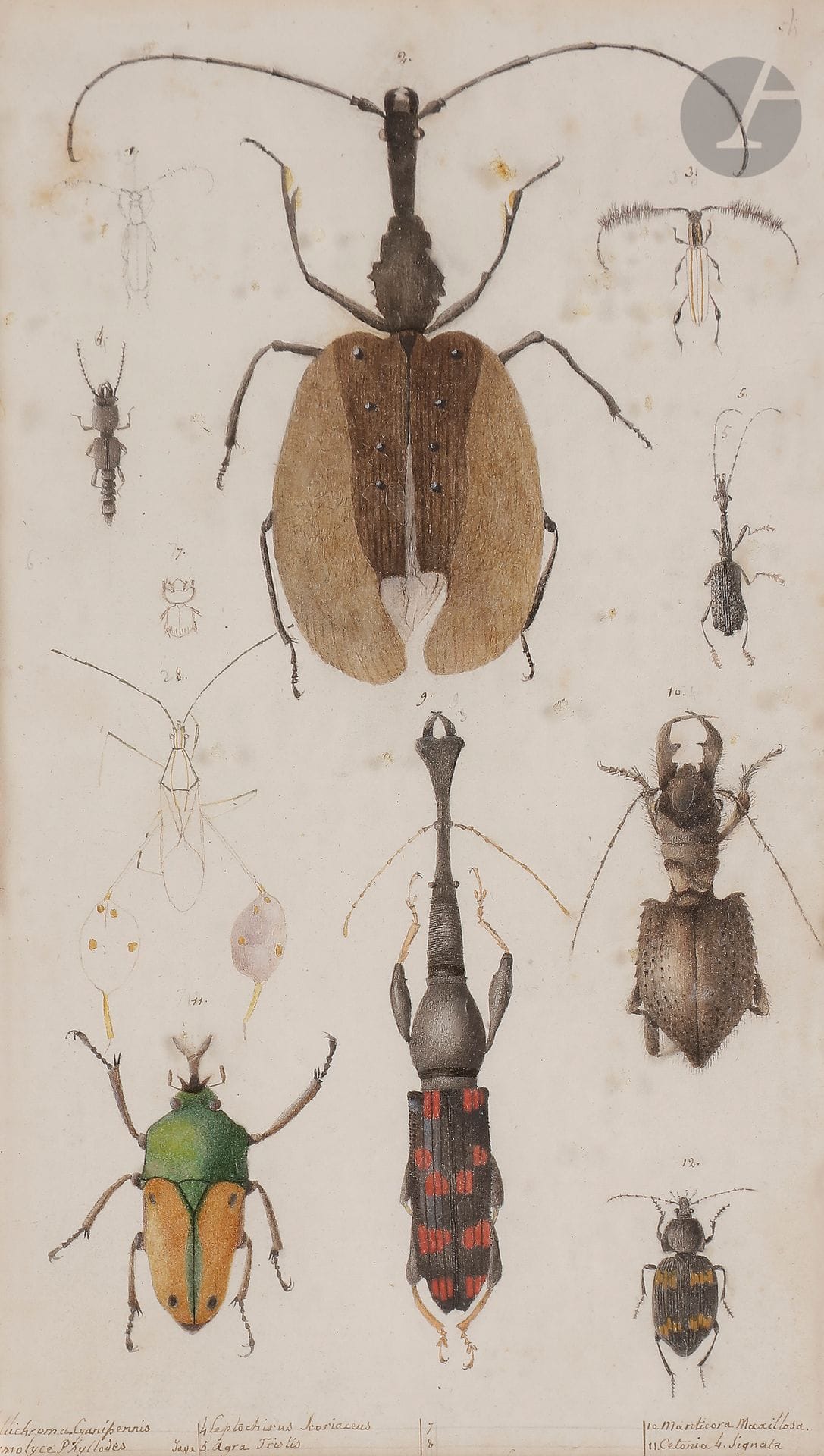 ÉCOLE FRANÇAISE du XIXe siècle

Famille des scarabées : deux planches

Plume et encre noire, aquarelle, crayon noir.

Diverses annotations des espèces dans le bas.

(Quelques taches).

18,5 x 11,5 cm chaque