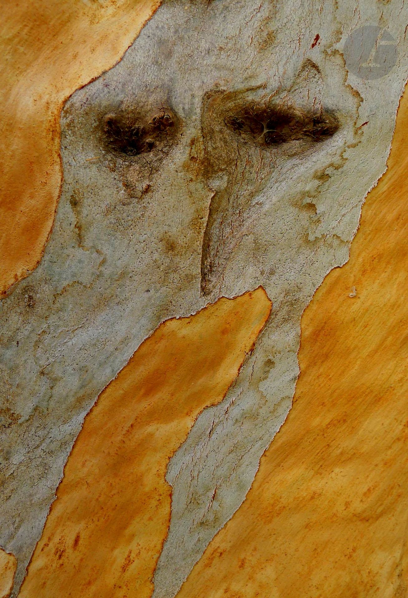 Claude MOLLARD (France, né en 1941)
Beyrouth, Résidence des pins. Détail de tronc d'eucalyptus, 2015
Photographie.
Signée, datée et numérotée.
Édition limitée à 7 exemplaires + 2 Épreuves d'Artiste.
48,3 x 32,9 cm

Original photograph.
Signed, dated and numbered.
Limited edition of 7 + 2 Artist's proof.

Provenance :
Atelier de l'artiste.