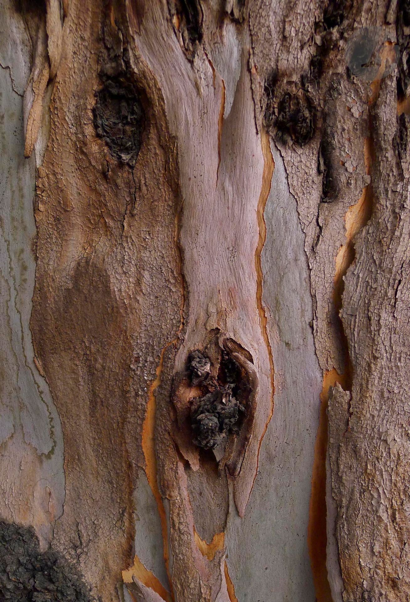 Claude MOLLARD (France, né en 1941)
Beyrouth, Résidence des pins. Détail de tronc d'eucalyptus, 2015
Photographie.
Signée, datée et numérotée.
Édition limitée à 7 exemplaires + 2 Épreuves d'Artiste.
48,3 x 32,9 cm

Original photograph.
Signed, dated and numbered.
Limited edition of 7 + 2 Artist's proof.

Provenance :
Atelier de l'artiste.