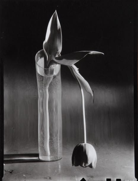 André Kertész (1894-1985)
La Tulipe mélancolique. New-York, 1939. Epreuve argentique postérieure (1985). Tampon du tireur Yvon Le Marlec et annotations manuscrites à la mine de plomb au verso. 30 x 24 cm avec les marges. 