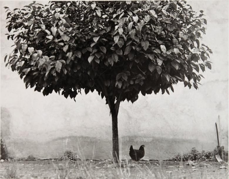 Edouard Boubat (1923-1999)
L'arbre et la poule. Sud de la France, 1950. Epreuve argentique (c. 1980), signée et dédicacée par Edouard Boubat dans la marge inférieure à droite. 40 x 49,5 cm avec les marges. 