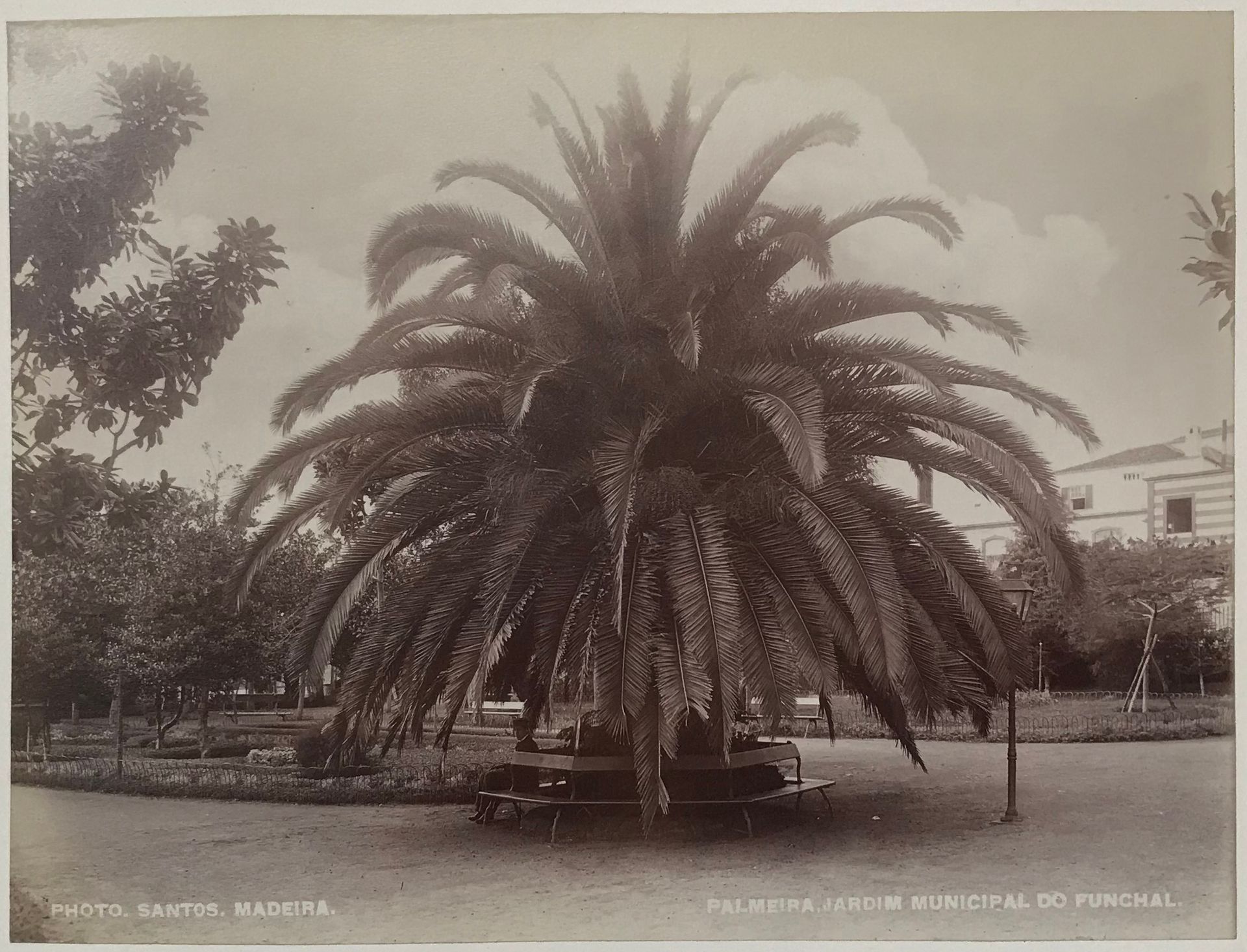 Photo Santos 
Madère, c. 1885. 
Palmerais. Jardin municipal de Funchal. Entrée dans la ville. Rue de l'impératrice Amalia. 
Quatre épreuves sur papier albuminé, contrecollées sur cartons. Crédit du photographe et légendes dans le négatif en bandeau. Légendes manuscrites sur les montages. 
Format moyen : 17,5 x 23 cm 

Photo Santos 
Madeira, c. 1885. 
Palmerais. Municipal garden in Funchal. Entrance to the city. Empress Amalia Street. 
Four albumen prints, mounted on cardboard. Photographer's credit and captions in negative. Handwritten captions on mount. 
Average size: 17.5 x 23 cm