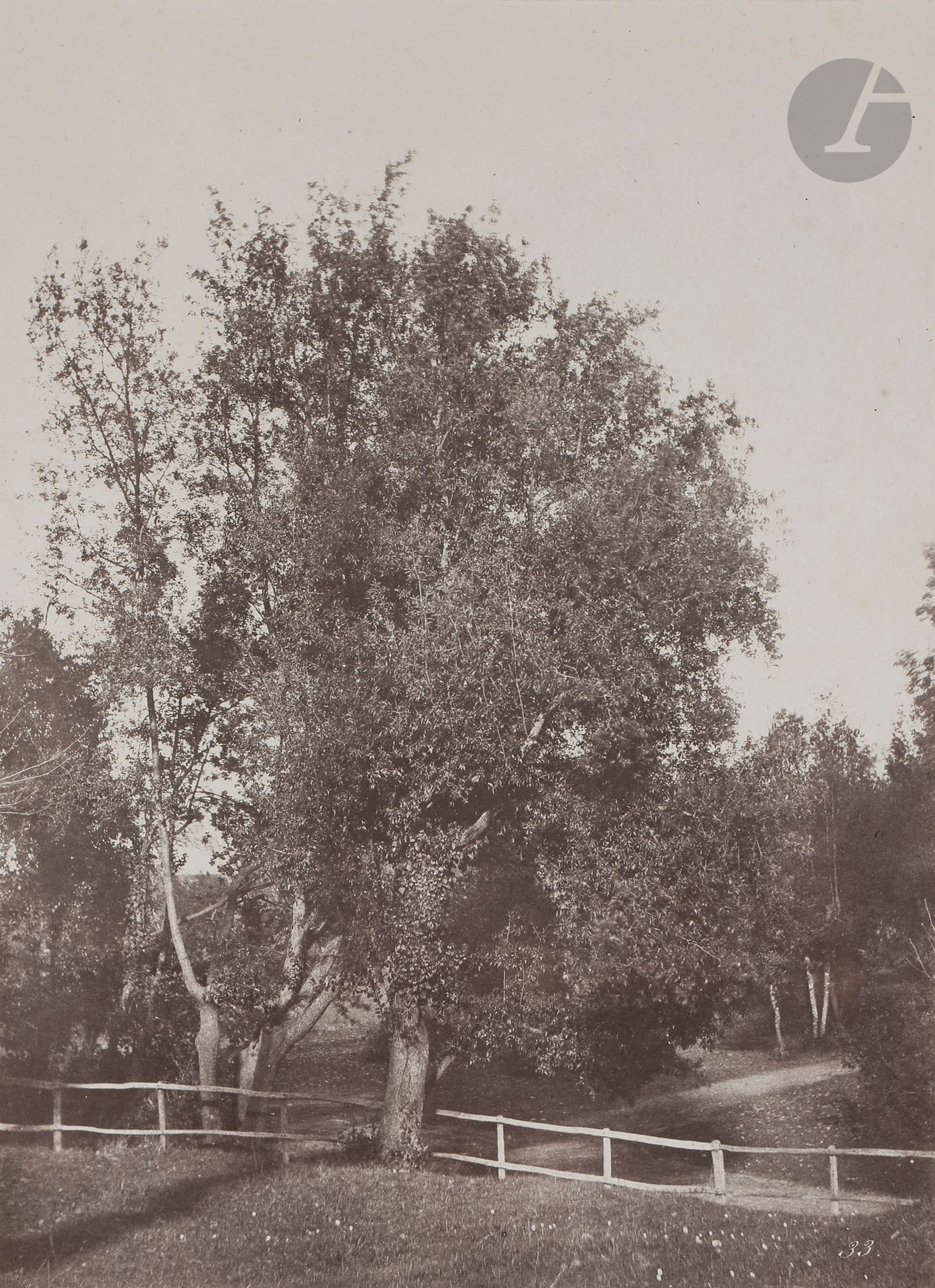 Firmin-Eugène Le Dien (1817 - 1865) 
Italie, 1852 - 1853.  
Étude d’arbre dans la vallée de Poussin, près de Rome.  
Épreuve sur papier salé, d’après négatif papier ciré, contrecollée sur carton. Numéro « 33 » dans le négatif en bas à droite.  
32 x 23,5 cm

 Un même tirage a été présenté lors de l’exposition consacrée à Gustave Le Gray à la BnF en 2002. 
(Gustave Le Gray, 1820 - 1884, Paris, Bibliothèque nationale de France, 2002, n° 218.)

Firmin-Eugène Le Dien (1817-1865)
Italy, 1852-1853. 
Study of a tree in the Poussin Valley, near Rome. 
Salt print, from paper negative, mounted on cardboard. Number "33" in the negative. 
32 x 23.5 cm