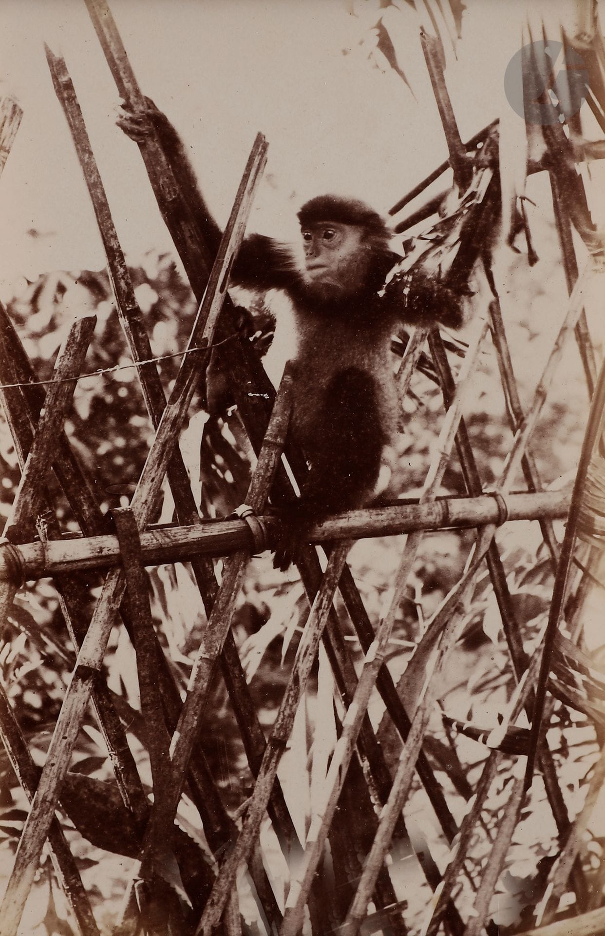 Photographe non identifié (famille de métropolitains français au Vietnam) 
Indochine (Vietnam). Protectorat d’Annam, c. 1880 - 1885.  
Singes. Montagnes de Tourane. Poste français de Nam-Ô sur la route du col des nuages. Bonzes officiant. Village de pêcheurs après un typhon. Touranais. Sculptures Tjans à Tran-Khean. Tonkinois. Boy. Tonkinoise d’Hanoï. Prisonniers. Éléphant armé. Mendiante.  
Album in-4, composé d’environ 32 épreuves sur papier albuminé et papier citrate. Légendes manuscrites à l’encre sur les montages.  
Formats : de 11 x 8 à 17 x 13,5 cm

Unidentified photographer (French metropolitan family in Vitenam)
Vitenam. Protectorate of Annam, c. 1880-1885. 
Monkey. Mountains of Tourane. French post of Nam-Ô on the road to the cloud pass. Bonzes officiating. Fishing village after a typhoon. Touranese. Tjans sculptures in Tran-Khean. Tonkinese. Boy. Tonkinese from Hanoi. Prisoners. Armed elephant. Beggar woman. 
4to album, composed of about 32 albumen and citrate prints. Handwritten captions in ink on mounts. 
Dimensions : from 11 x 8 to 17 x 13.5 cm