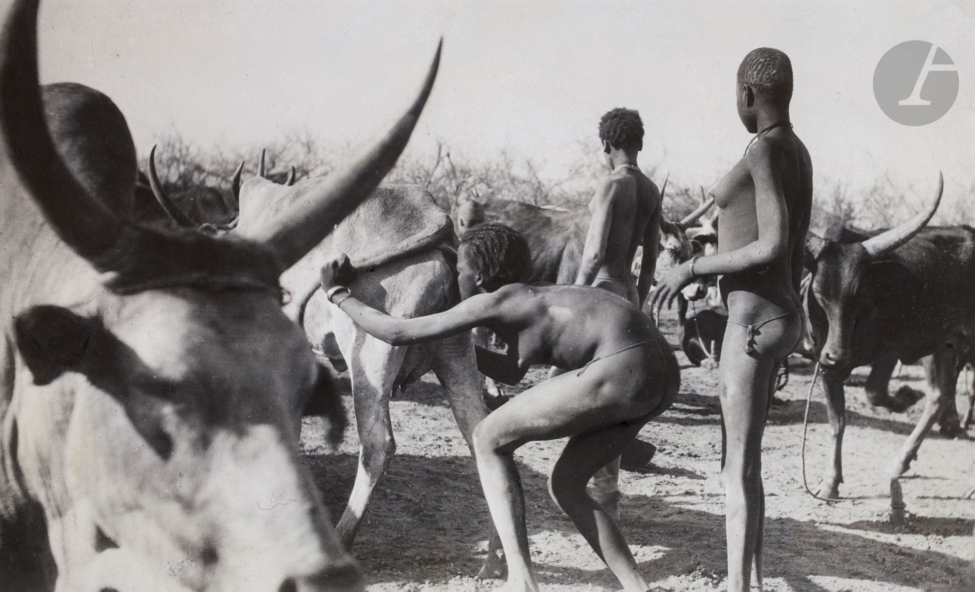 Hugo Bernatzik (1897 - 1953)  
Soudan. Peuple Nuer, 1927.  
Vie de village. Hommes en pirogue. Groupe de Nuer dans les marais dépeçant un éléphant. Femme Nuer soufflant dans le vagin et l’anus d’une vache pour stimuler la lactation.  
Sept (7) épreuves argentiques d’époque. Quelques rehauts et indications de recadrage sur certaines épreuves. Nombreux tampons du photographe « Copyright - Hugo Adolf Bernatzik - Vienna - Austria » et « Copyright by Dr. Hugo A. Bernatzik - Wien », numéros de négatifs, annotations manuscrites et légendes tapuscrites sur étiquettes contrecollées aux versos.  
Formats : de 8,5 x 14 à 14 x 20 cm

Hugo Bernatzik (1897-1953) 
Sudan. Nuer people, 1927. 
Village life. Men in dugout canoes. Group of Nuer in the swamps butchering an elephant. Nuer woman blowing into the vagina and anus of a cow to stimulate lactation. 
Seven vintage gelatin silver prints. Some highlights and cropping marks on some prints. Numerous photographer's stamps "Copyright - Hugo Adolf Bernatzik - Vienna - Austria" and "Copyright by Dr. Hugo A. Bernatzik - Wien", negative numbers, handwritten annotations and typed captions on labels mounted on verso. 
Dimensions: from 8.5 x 14 to 14 x 20 cm