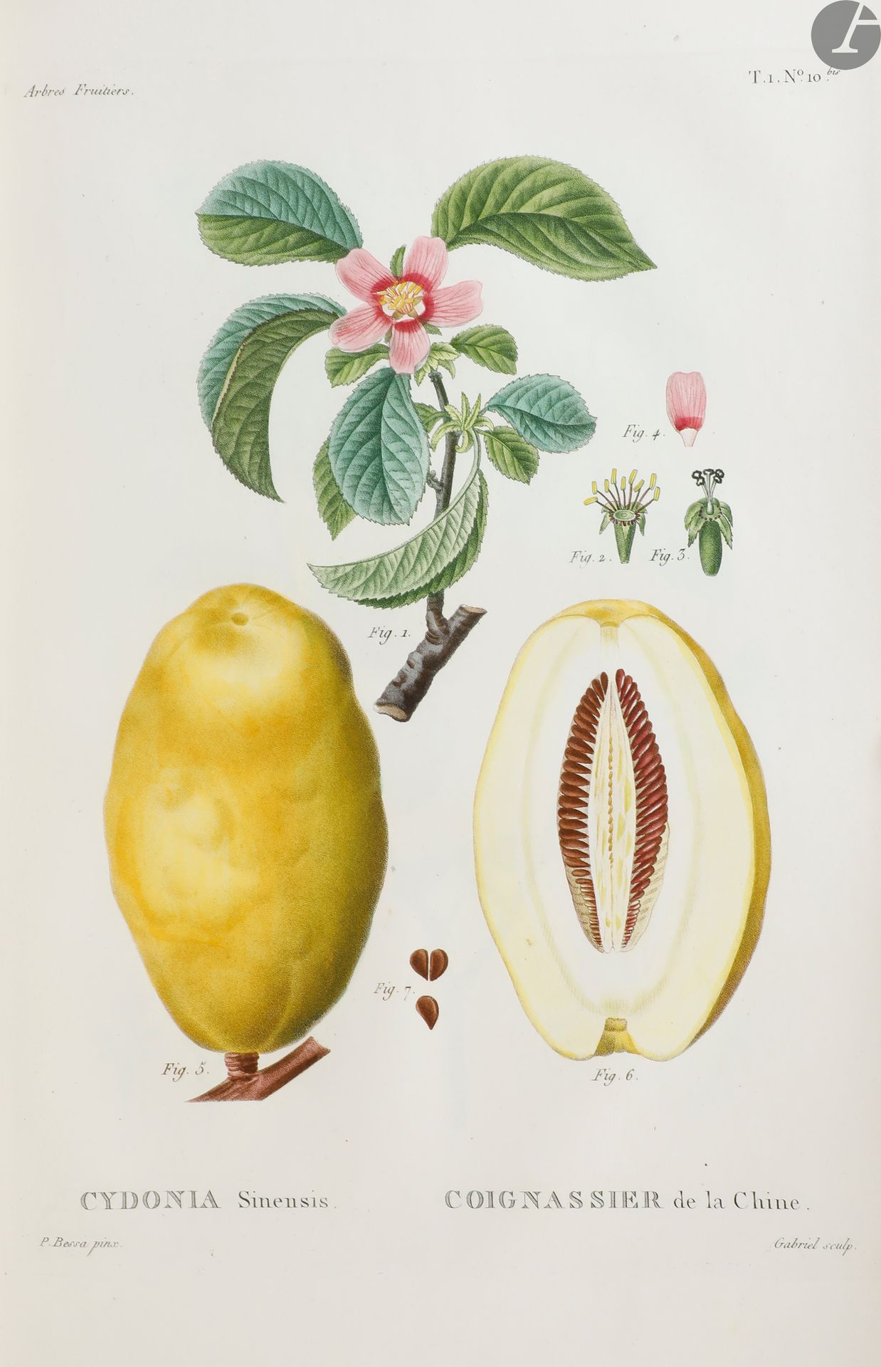 DUHAMEL DU MONCEAU (Henri Louis).
Nouveau traité des arbres fruitiers contenant la description des arbres fruitiers, l’exposé des caractères des genres, des espèces, des variétés, leur culture, les moyens à prendre pour les naturaliser, de la floraison et de la maturité de leur fruit, les usages économiques et médicaux, le lieu natal, l’époque ou ils ont été apportés en Europe et des remarques sur leurs noms anciens et modernes.
Paris : Librairie encyclopédique de Roret, [1850]. — 2 volumes in-folio, 397 x 256 : (3 ff.), 23, 44 pp., (pp. 103-104, pp. (45)-254, titre gravé, 78 planches ; (3 ff.), 226 pp., 67 planches. Demi-basane prune, dos lisse orné, tranches mouchetées (reliure de l’époque).
Nouvelle édition rare publiée par Roret, constituant un extrait de l’édition en 7 volumes parue entre 1800 et 1819 du Traité des arbres fruitiers de Henri Louis Duhamel du Monceau, comprenant les ajouts de Vieillard, Jaume Saint-Hilaire, Mirbel, Poiret et Loiseleur-Deslongchamps.
C’est dans un désir de satisfaire les personnes qui ne s’occupaient que des arbres fruitiers que cette édition fut réalisée. Elle est d’une très belle réalisation et comporte 150 planches d’après Redouté et Bessa, dont 78 dans le premier volume, précédées d’une page de titre gravée, et 67 dans le second.
Exemplaire sur papier vélin, avec les planches en couleurs.
Dos passés, accrocs à la coiffe de tête du premier volume. Rousseurs, touchant surtout les feuillets de texte.