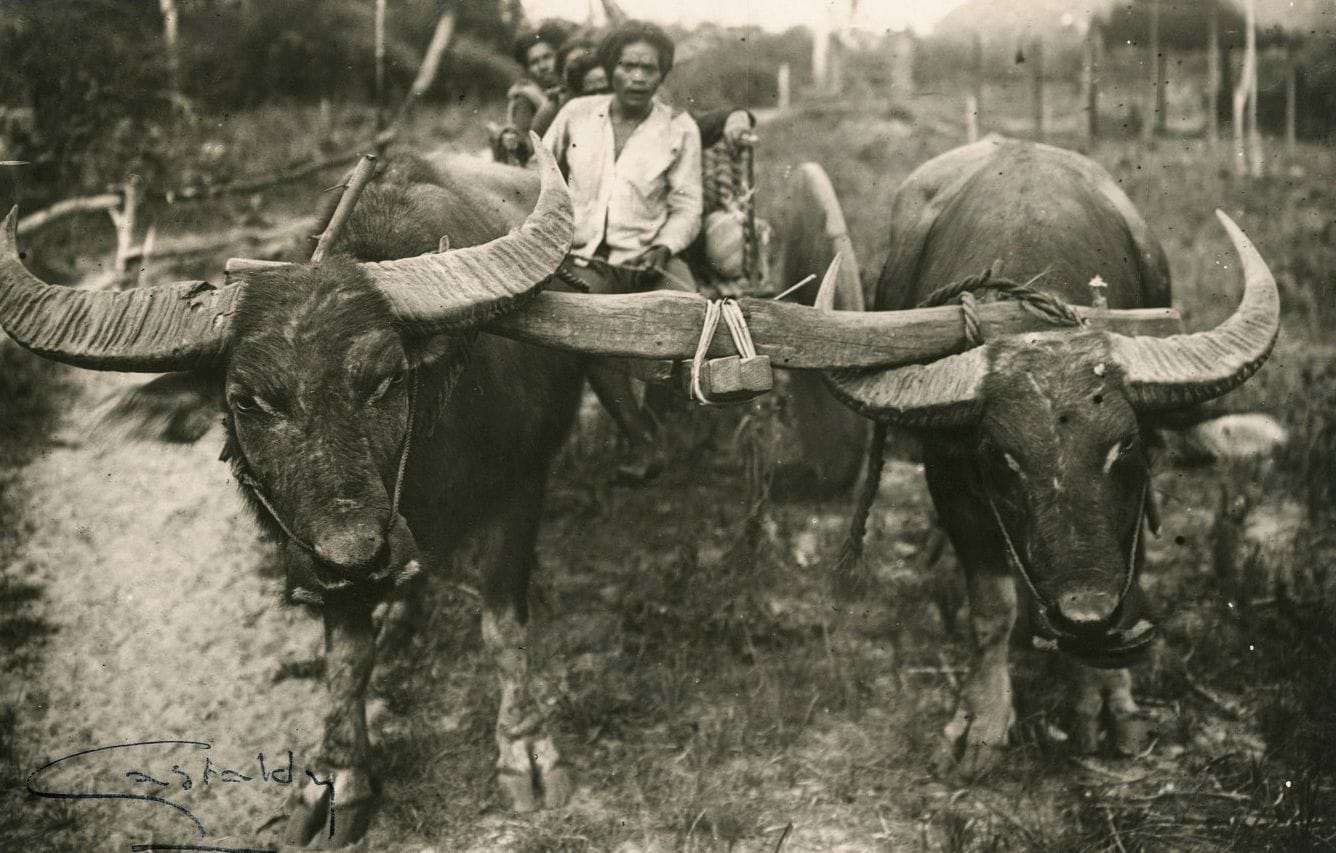 Paul Gastaldy
Cochinchine.
Fascicule IV. Ta Monn.
Fascicule V. Kmés. Stiengs. 
Les Éditions P. Gastaldy. Saïgon, 1932.
Village de Bau Lung. Femme Ta Monm. Village Soe Tong Manh. Métier à tisser. Charette à buffles. Attelage. Village de Binh-Ninh. Femme Khmé. Village de Ben Tiala. Femme stieng tissant. Homme Khmé. Stieng à la pipe. Sorcier stieng. 
Deux chemise, in-4, titrées sur le premier plat,composées chacune de 10 épreuves argentiques d'époque, montées en charnière sur cartons. Signature du photographe sur les épreuves. Légendes manuscrites au crayon (fascicule IV) et tapuscrites (fascicule V) sur les montages.
Formats : de 18 x 11,5 à 18 x 24 cm

Paul Gastaldy
Cochinchine.
Fascicule IV. Ta Monn.
Fascicule V. Kmés. Stiengs. 
P. Gastaldy Editions. Saigon, 1932.
Village de Bau Lung. Femme Ta Monm. Village Soe Tong Manh. Métier à tisser. Charette à buffles. Attelage. Village de Binh-Ninh. Femme Khmé. Village de Ben Tiala. Femme stieng tissant. Homme Khmé. Stieng à la pipe. Sorcier stieng. 
Two 4to folders, titled on covers, each composed of 10 vintage gelatin silver prints, mounted on cardboards. Signature of the photographer on the prints. Handwritten captions in pencil (fascicule IV) or typed (fascicule V) on mounts.
Dimensions : from 18 x 11,5 to 18 x 24 cm