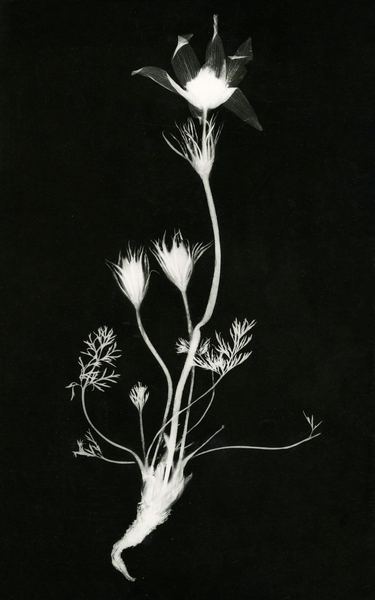 A. Delarue 
Photogrammes de plantes, insectes et fruits, c. 1950.
Huit épreuves argentiques d'époque, contrecollées sur cartons. Tampon du photographe aux versos des montages.
Format moyen: 39 x 29 cm

A. Delarue 
Photograms of plants, insects and fruits, c. 1950.
Eight vintage gelatin silver prints, mounted on cardboards. Stamp of the photographer on mount versos.
Average size : 39 x 29 cm