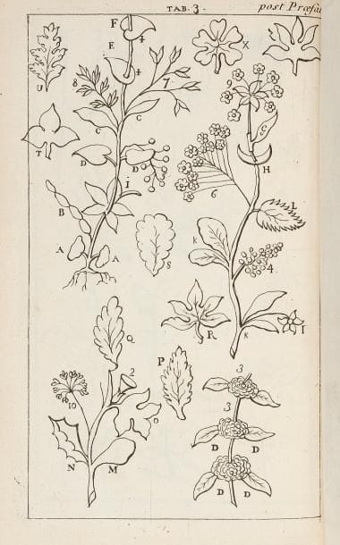 GOÜAN (Antoine)
Hortus regius Monspeliensis, sistens plantas tum indigenas tum exoticas n°. MM. CC. ad fenera relatas, cum Nominibus Specificis, Synonymis Selectis, Nominibus Trivialibus, Habitationibus Indigenarum, Hospitiis Exoticarum... Lugduni: Fratrum de Tournes, 1762. In-8, (8 ff.), 548 pp., (16 ff.), 6 pl. - Veau blond, triple filet à froid en encadrement sur les plats, dos à nerfs orné, tranches marbrées (reliure de l'époque). Édition originale du catalogue des espèces cultivées au jardin botanique de Montpellier, rédigé en latin par le botaniste Antoine Gouan (1733-1821). Il s'agit de la première publication utilisant la nomenclature binomiale mise en place par Linné. Ce système permet de désigner avec précision les espèces végétales et animales grâce à la combinaison de deux noms latins.Édition illustrée d'une vignette en tête de la dédicace et de 6 planches de botanique gravées sur cuivre, dont une repliée. Bel exemplaire en reliure de l'époque