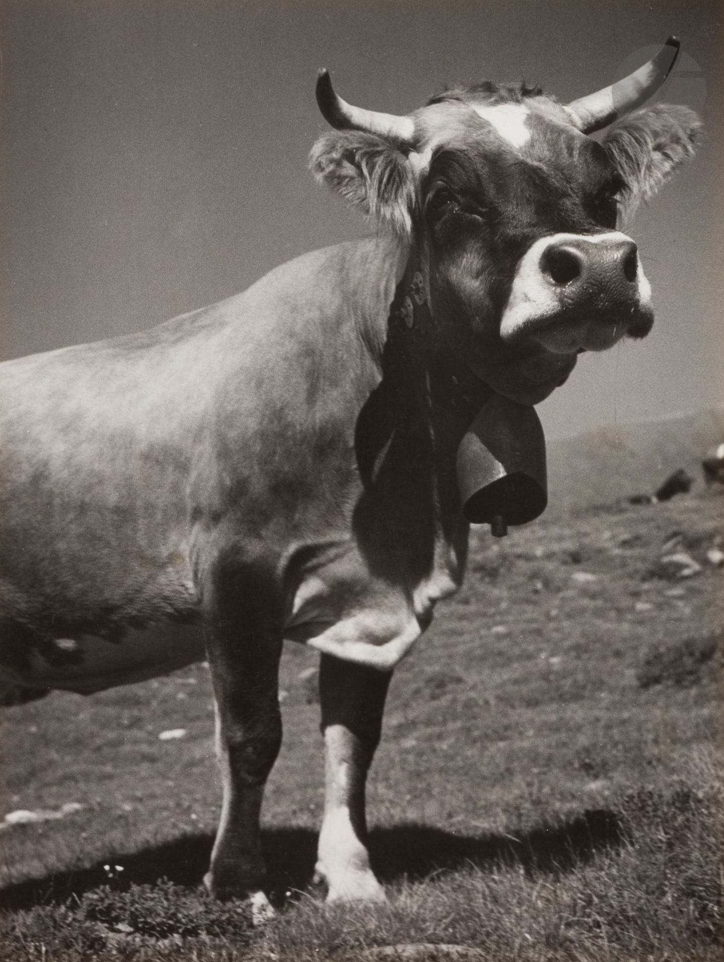 Brassaï (Gyula Halász, dit) (1899-1984) 
Cow, c. 1935.
vintage silver print, mounted on cardboard, signed in ink on the mount lower right. 
37x28cm


