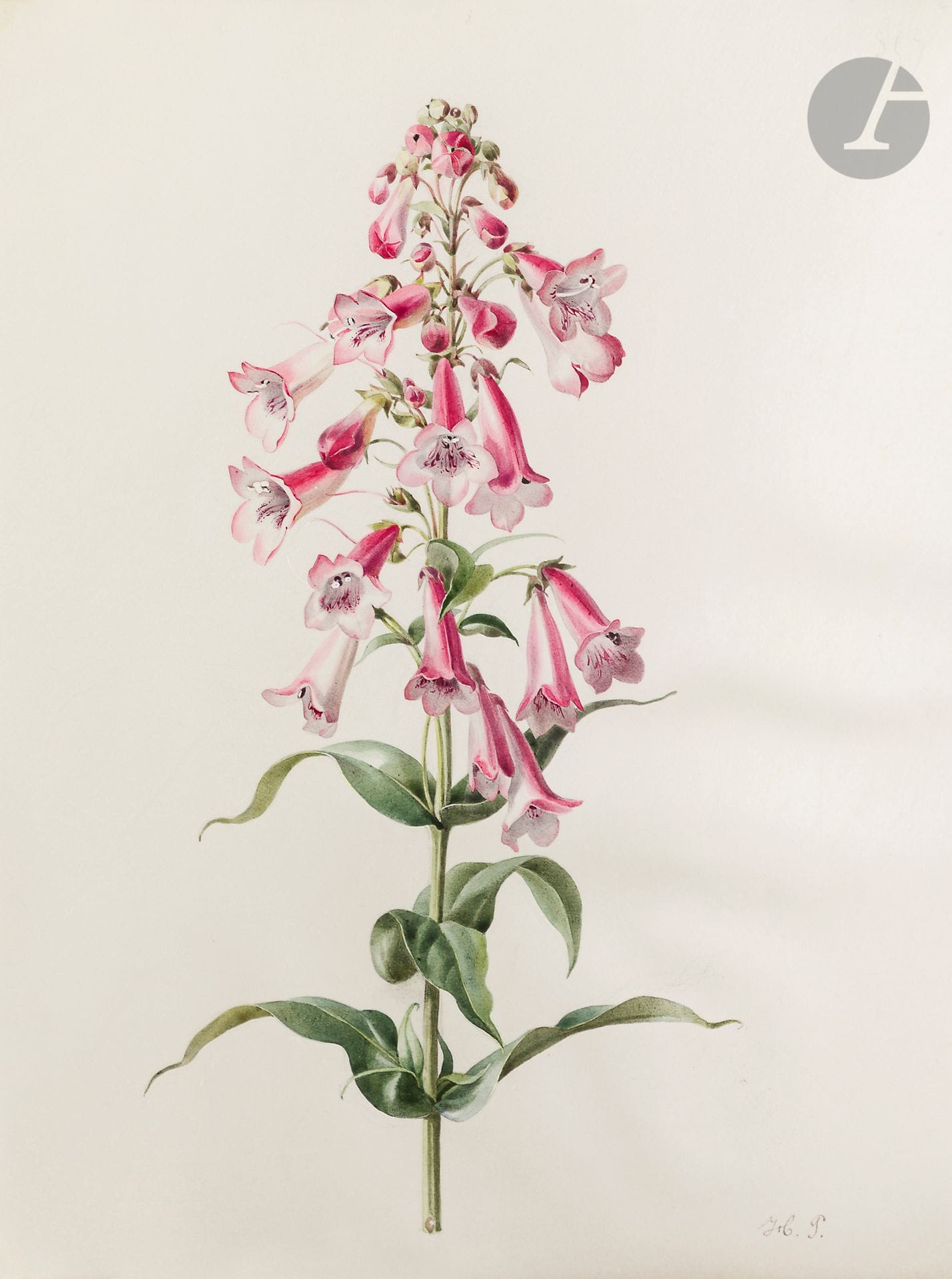 Henriette Marie-Anne PARAVEY 
(Mainz 1813 - Paris 1888)
Study of a southern star (Oxypetalum coeruleum) 
Watercolor gouache on black pencil on vellum.
Monogrammed in the lower right corner and numbered "384" in the upper right corner.
31 x 20 cm 

Another study of a lavender flower is attached






. 

 


 









