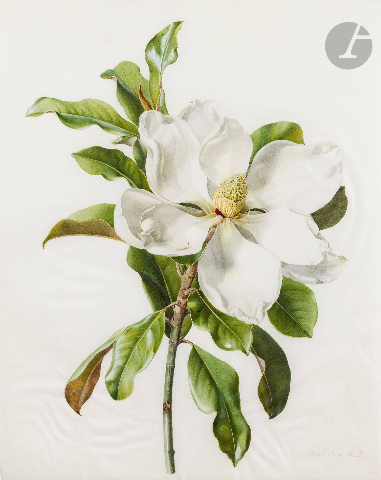 Henriette Marie-Anne PARAVEY (Mayence 1813 - Paris 1888)
Étude de magnolia
Aquarelle gouachée sur traits de crayon noir sur vélin.
Signée en bas à droite « Marie-Anne H.P » et numérotée « 199 » en haut à droite.
53,6 x 42,2 cm