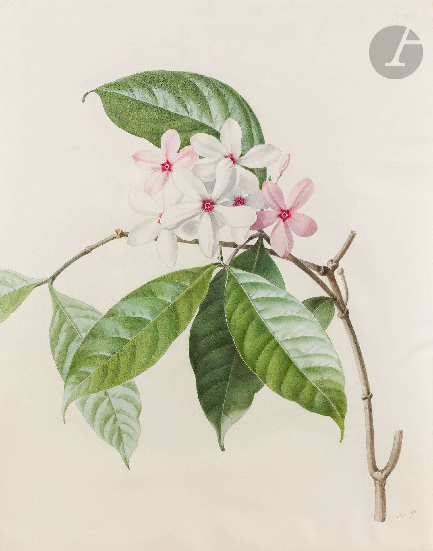 Henriette Marie-Anne PARAVEY 
(Mayence 1813 - Paris 1888)
Étude de branche de frangipanier (Kopsia)
Aquarelle gouachée sur traits de crayon noir sur vélin.
Monogrammée en bas à droite et numérotée « 388 » en haut à droite.
39,5 x 31,4 cm
