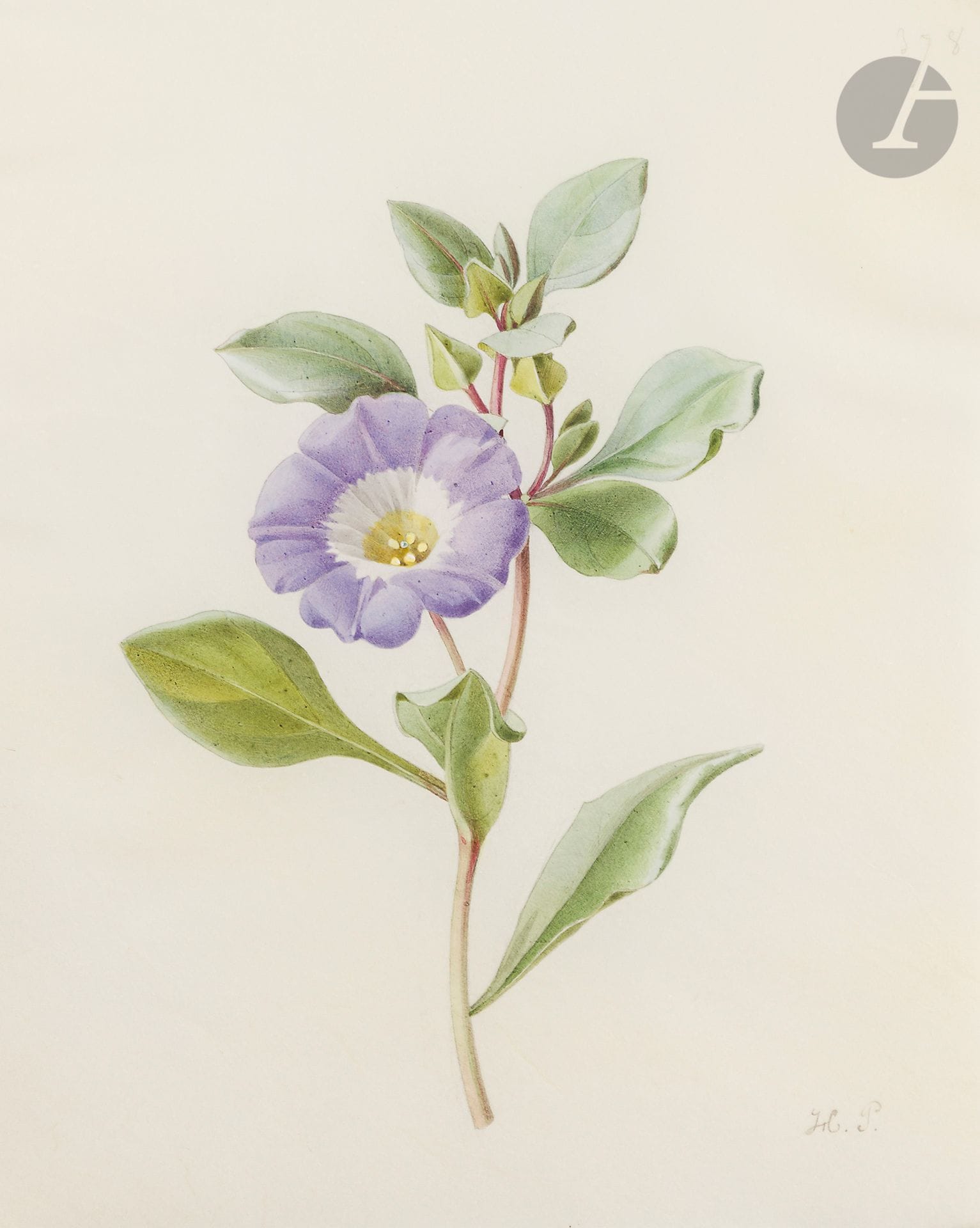 Henriette Marie-Anne PARAVEY 
(Mainz 1813 - Paris 1888)
Study of nolanaWatercolor
gouache on black pencil lines on vellum.
Monogrammed lower right and numbered "398" upper right.
27 x 22

cmTwo other studies of flowers are attached: a study of periwinkle and a study of water clover (Menyanthes trifoliata)

.




