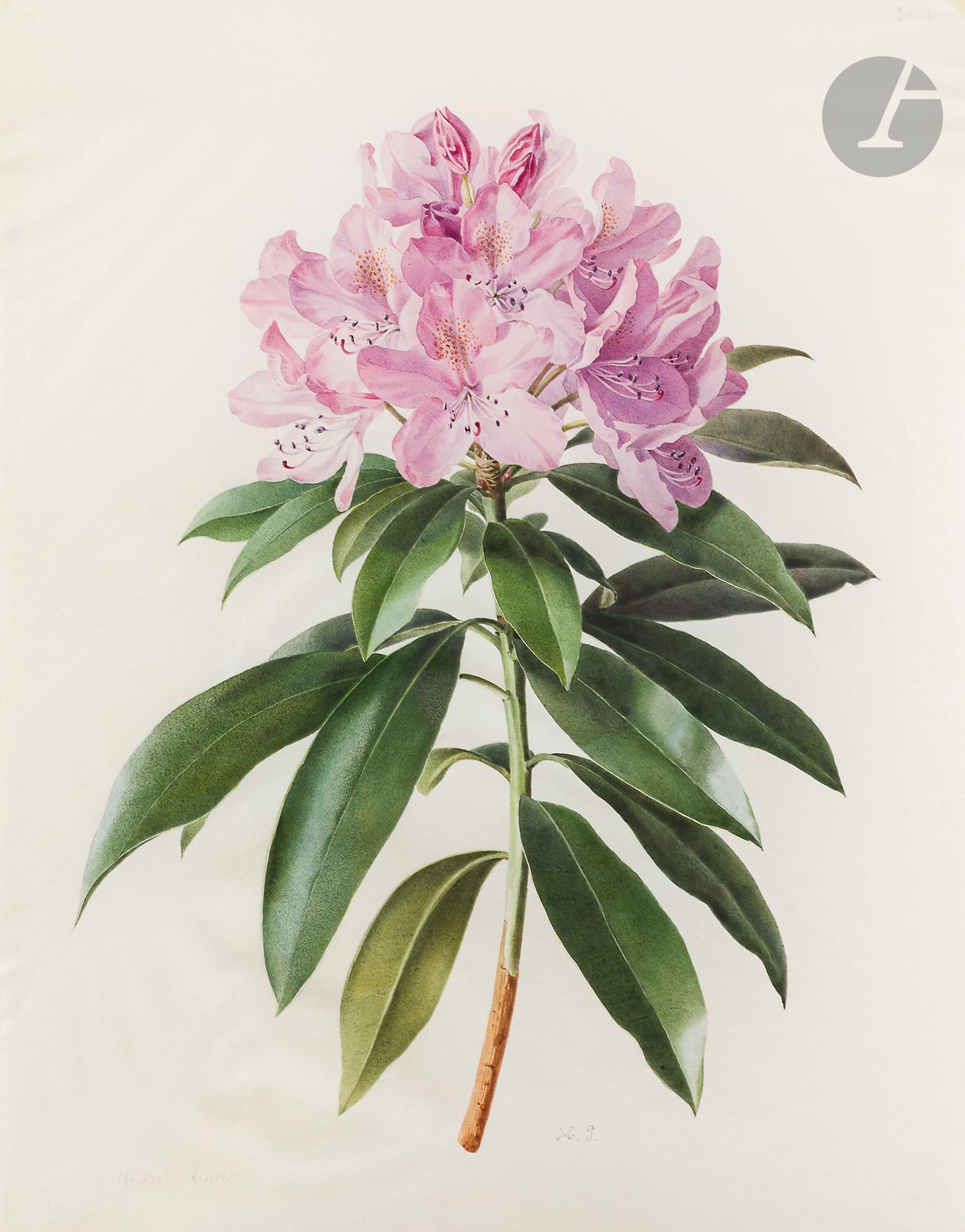 Henriette Marie-Anne PARAVEY (Mainz 1813 - Paris 1888
)Study of a rhododendron 
Watercolor gouache on black pencil lines on vellum.
Signed "Marie-Anne" on the lower left and numbered "301" on the upper right.
40 x 31 cm



