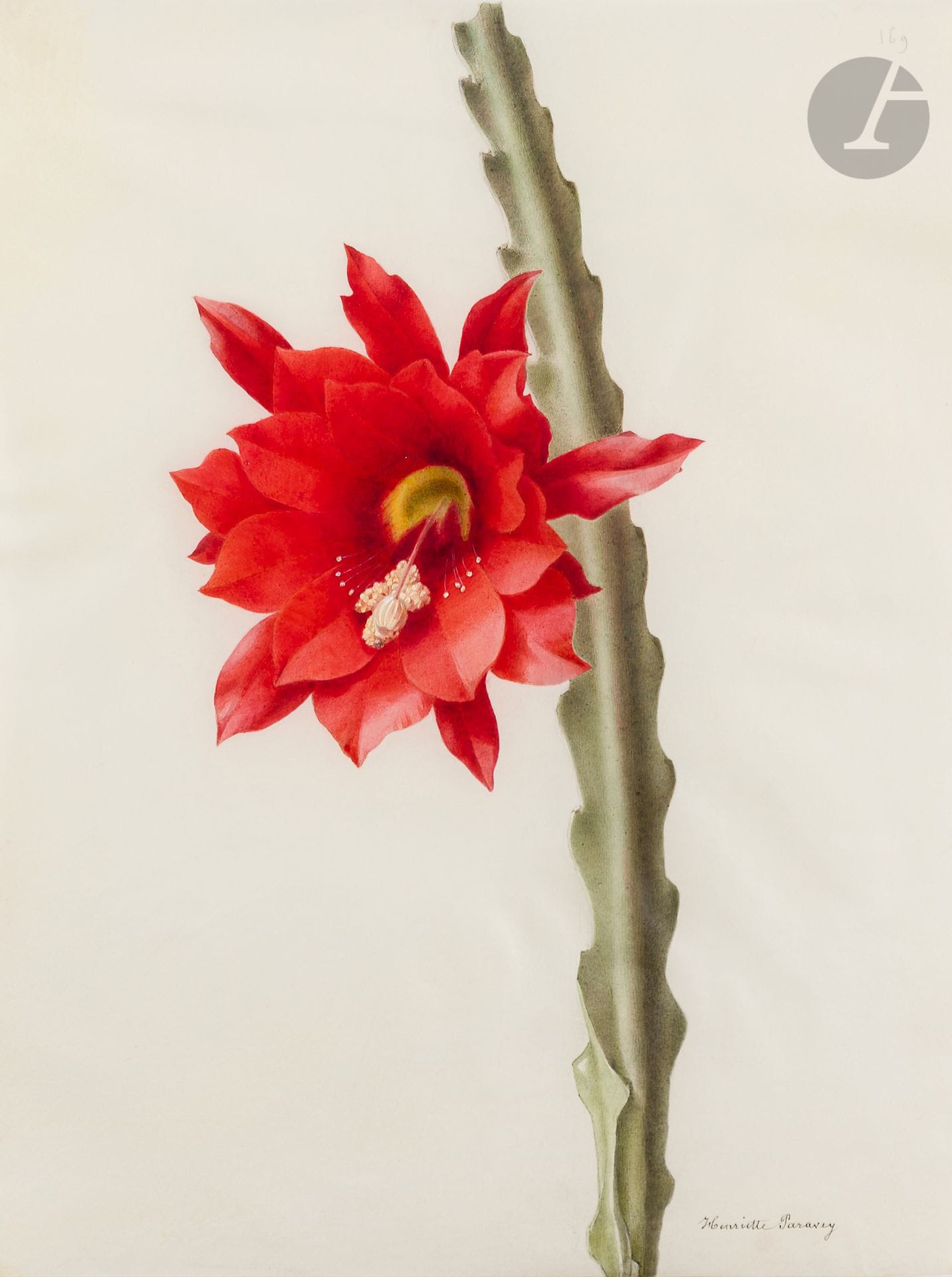 Henriette Marie-Anne PARAVEY (Mayence 1813 - Paris 1888)
Étude de cactus orchidée rouge (Disocactus ackermannii)
Aquarelle gouachée sur traits de crayon noir sur vélin.
Signée en bas à droite et numérotée « 169 » en haut à droite.
(Pliures).
36 x 27,5 cm