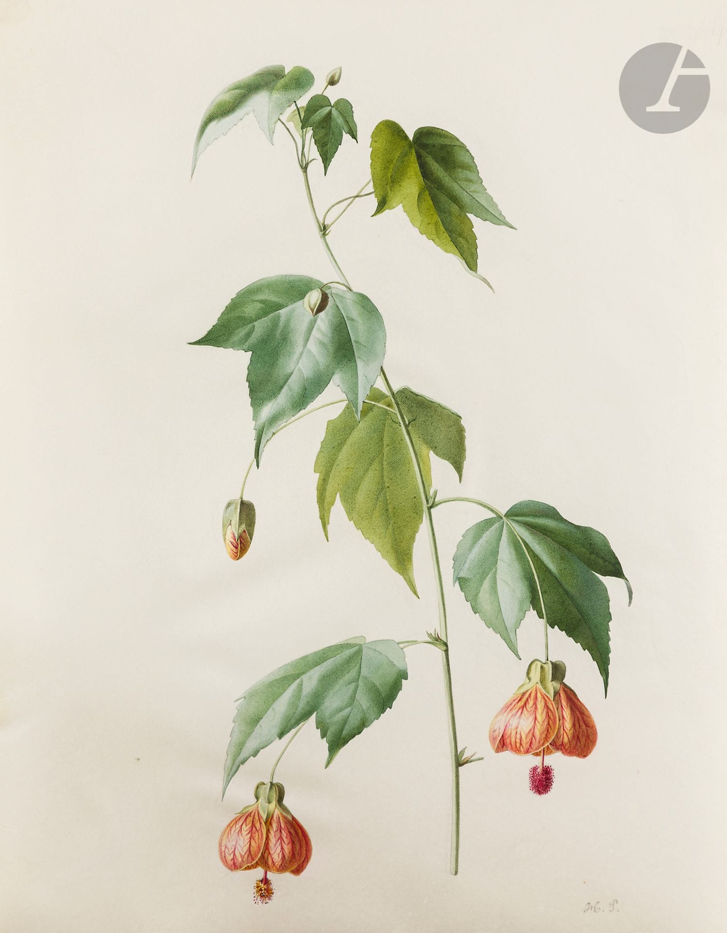 Henriette Marie-Anne PARAVEY 
(Mayence 1813 - Paris 1888)
Étude de lanterne chinoise (Abutilon pictum)
Aquarelle gouachée sur traits de crayon noir sur vélin.
Monogrammée en bas à droite et numérotée « 576 » en haut à droite.
(Pliures).
40 x 31 cm
