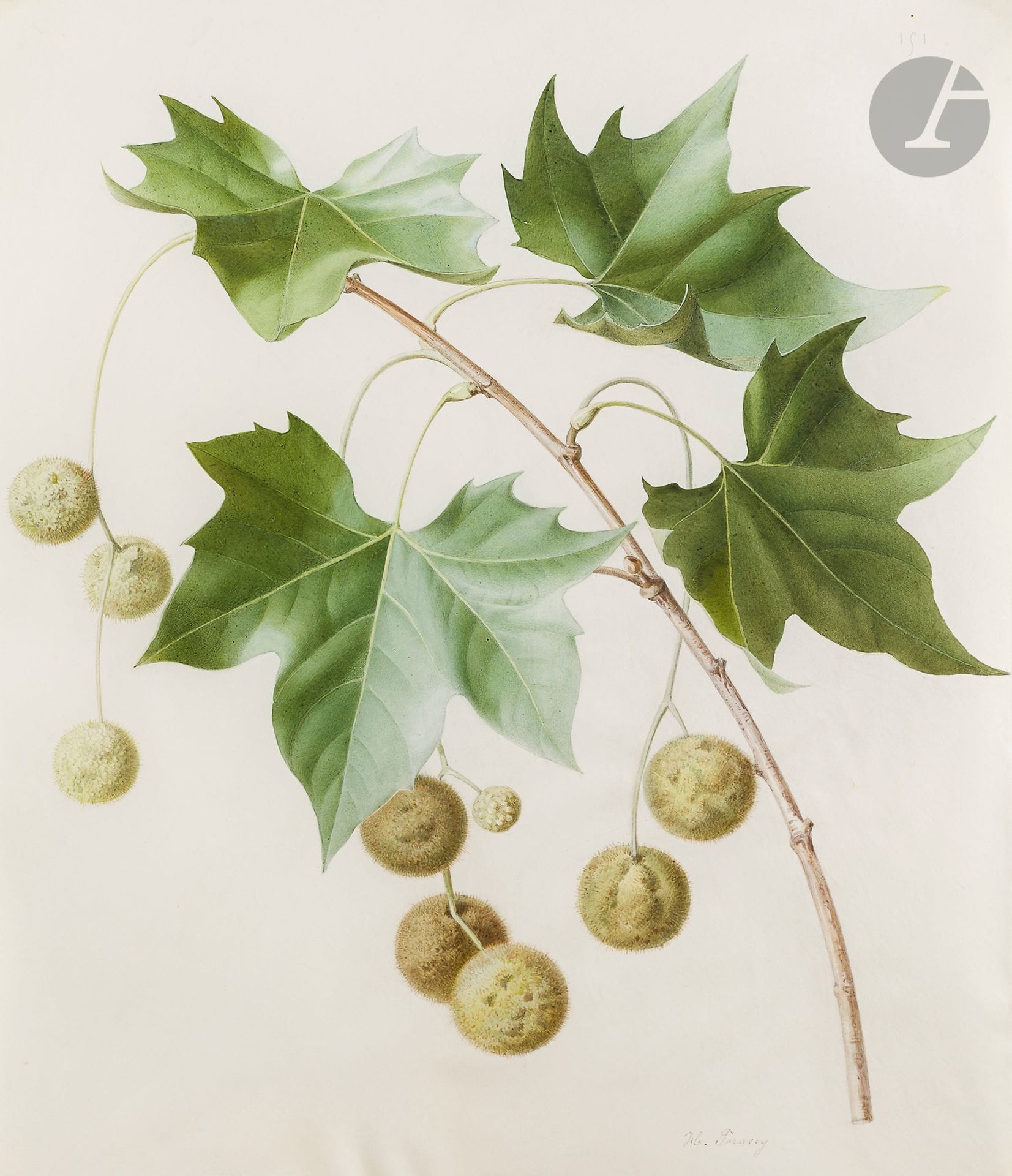 Henriette Marie-Anne PARAVEY 
(Mainz 1813 - Paris 1888)
Study of a plane tree branchWatercolor
gouache on black pencil on vellum.
Signed lower right and numbered "151" upper right.
39,5 x 32,5 cm




