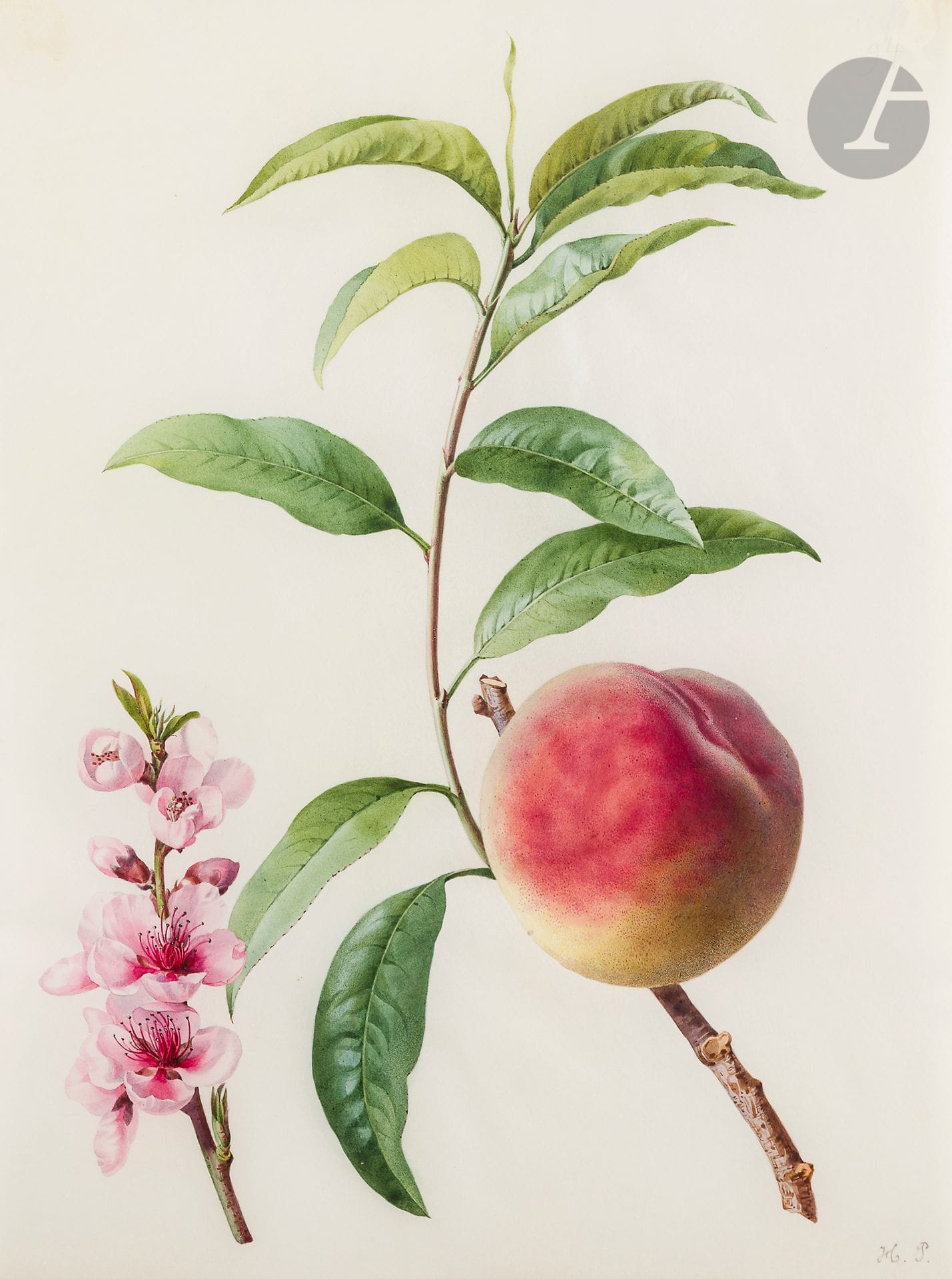 Henriette Marie-Anne PARAVEY 
(Mayence 1813 - Paris 1888)
Étude de pêche avec sa fleur en bas à gauche 
Aquarelle gouachée sur traits de crayon noir sur vélin.
Monogrammée en bas à droite et numérotée « 94 » en haut à droite.
32 x 23,8 cm

On joint trois autres études de fleurs : une étude de « bourse de dame » ou « petites pantoufles » (Calceolaria), une étude de « gueule de loup » (Angélonia salicariifolia), et une étude de Columnea (Columnea microphilla).