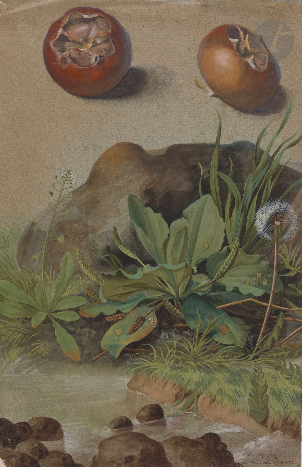 Jean Louis II PREVOST (c.1760-c.1810)
Deux études de gousses et plantes sauvages
Aquarelle gouachée.
Signée en bas à droite.
(Petites déchirures).
35 x 22,5 cm