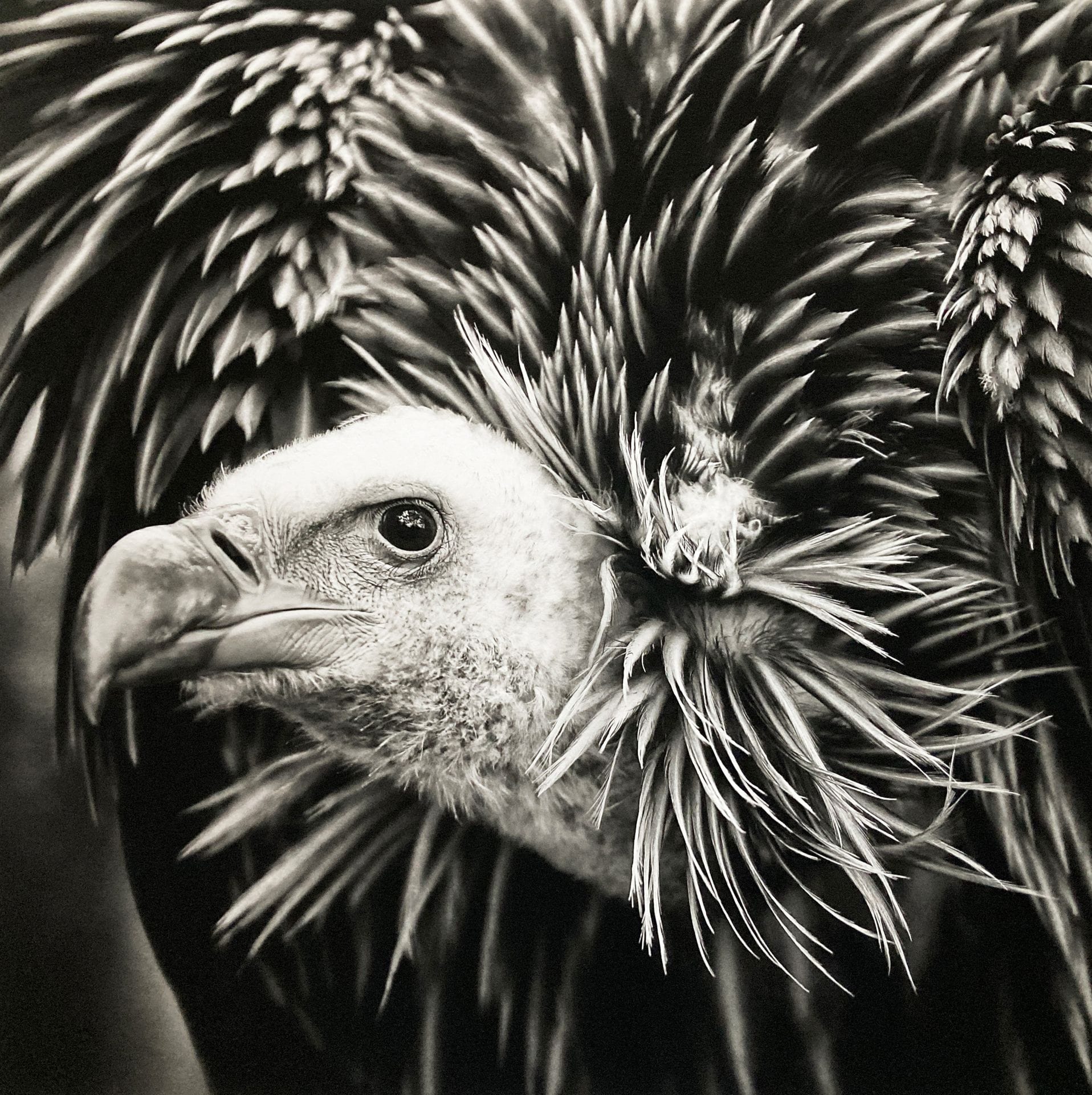 Jean-Dominique "El Padre" (1963)
Les Vautours II. Gorges du Verdon, 2011.
Épreuve pigmentaire, signée, titrée et numérotée à 30 exemplaires au crayon au verso. Monogramme du photographe sur le passe-partout. L’œuvre est accompagnée d’une légende autographe de Jean-Dominique "El Padre" racontant l’histoire de sa photographie. 
Image : 35 x 35 cm
Feuille : 39 x 43 cm - cadre
