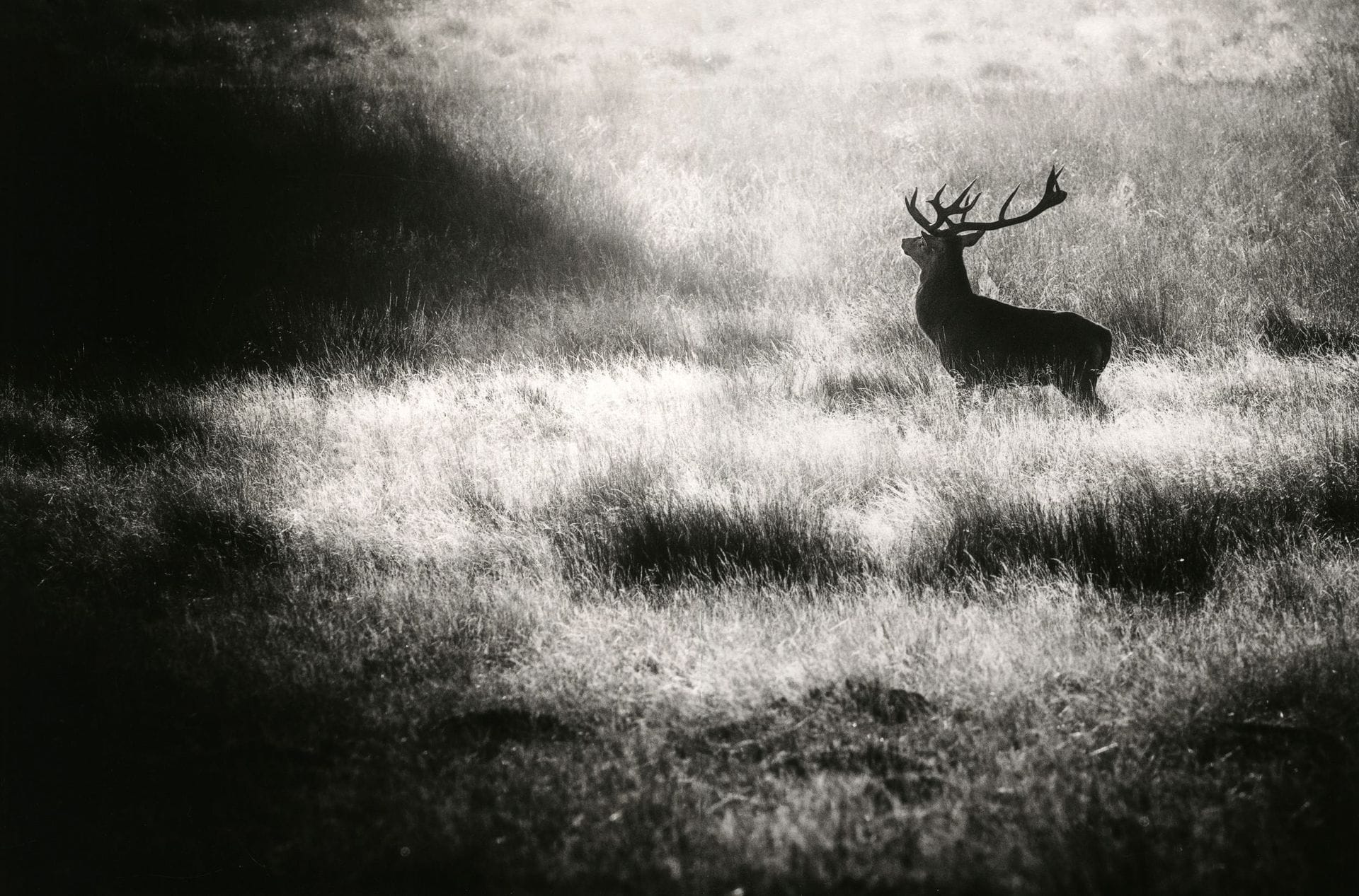Jean-Dominique "El Padre" (1963)
Solaire. Angleterre, 2010.
Épreuve pigmentaire, signée, titrée et numérotée à 30 exemplaires au crayon au verso. Monogramme du photographe sur le passe-partout. L’œuvre est accompagnée d’une légende autographe de Jean-Dominique "El Padre" racontant l’histoire de sa photographie. 
Image : 35 x 52,5 cm
Feuille : 43 x 56,5 cm - cadre