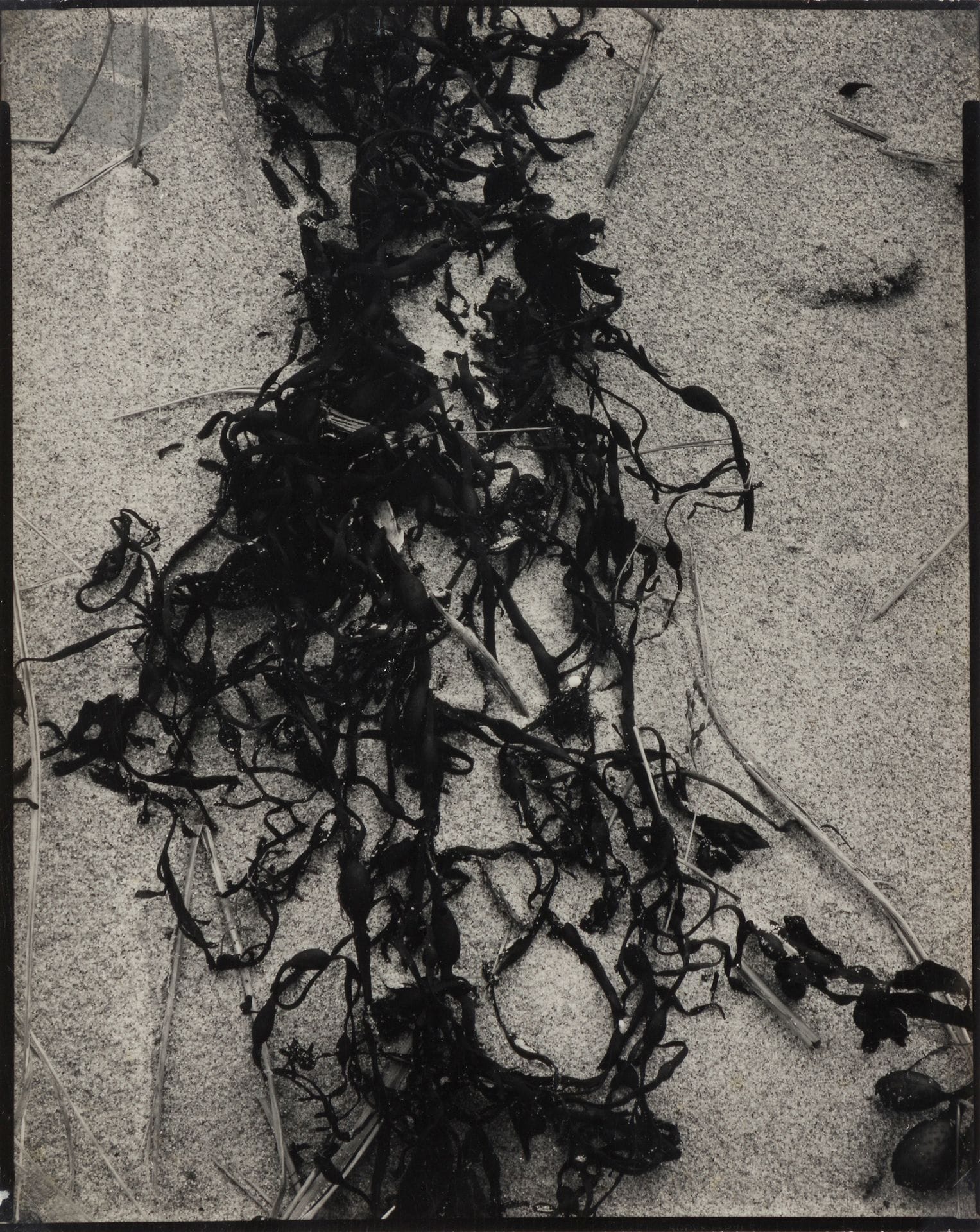Paul Strand (1890-1976) 
Dried Seaweed (Kelp), New England, 1946. 
Vintage silver print. Paul Strand Archive / Library" stamp, title and date in pencil on verso. 
25 x 20 cm - frame 

Provenance : 
- Galerie Johannes Faber, Vienna. 
- Galerie Thessa Herold, Paris.

Exhibition: 
Un monde non-objectif en photographie II, Paris, Galerie Thessa Herold, 2006.