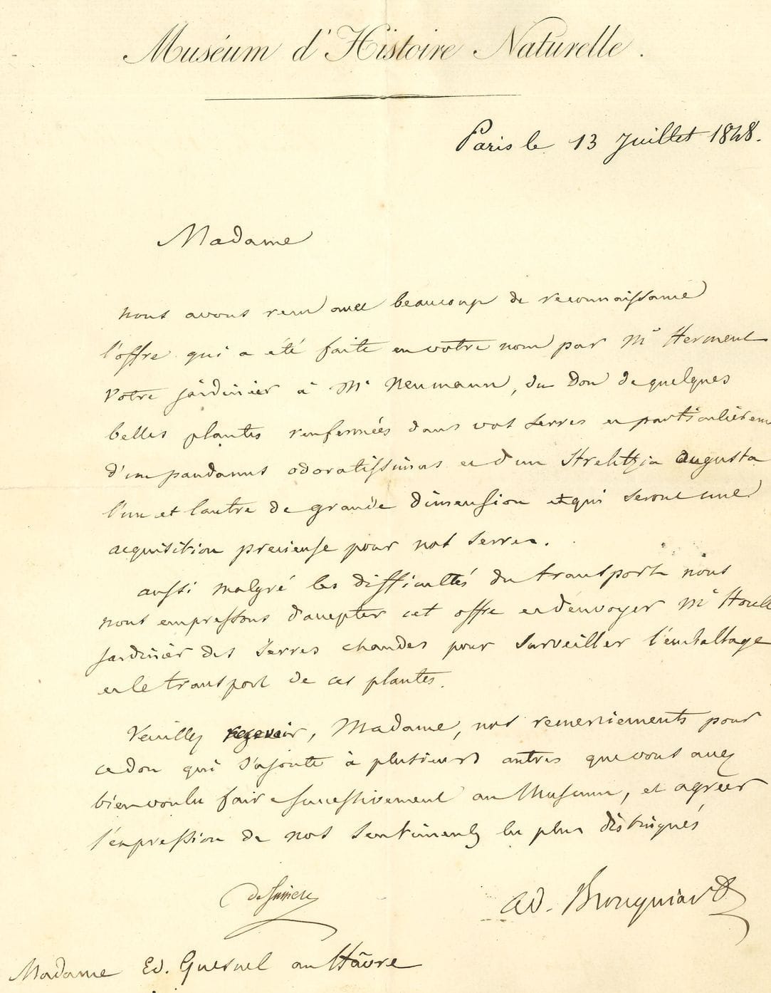 Adolphe BRONGNIART (1801-1876) paléobotaniste. L.A.S. cosignée par Adrien de Jussieu, Paris 13 juil. 1848, à Mme Ed. Quesnel au Havre ; 1 page in-4 à en-tête du Museum d’Histoire Naturelle.
C’est avec reconnaissance et empressement que le Museum accepte le don « de quelques belles plantes renfermées dans vos serres et particulièrement d’un pandanus odoratissimus et d’un strelitzia Augusta l’un et l’autre de grande dimension et qui seront une acquisition précieuse pour nos serres ». M. Houllet le jardinier des serres chaudes sera envoyé pour surveiller l’emballage et le transport des plantes…
On joint une L.A.S de Marcelin Berthelot (1898), 2 L.A.S. de Victor Raulin, et un billet a.s. de Chevreul.