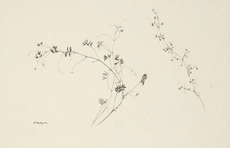 Kiyoshi Hasegawa (1891-1980)
Graminées. Plume et encre de chine sur vergé crème, [450 x 290]. Oxydation du feuillet, visible essentiellement par transparence. Timbre de l?atelier.