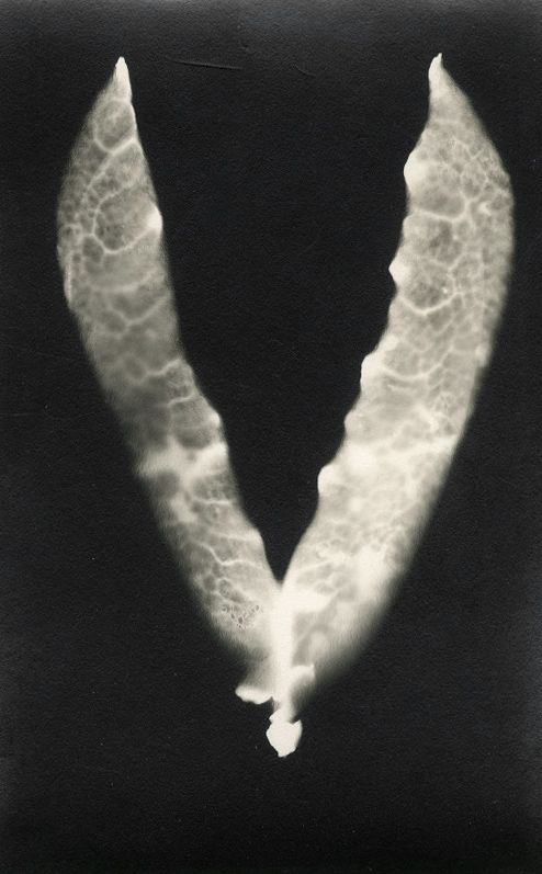 José Alemany Bori (1895-1951)
Photogramme, c. 1939.
Épreuve argentique d'époque au format carte postale. Tampon "Photograph by José Alemany" au verso.
13,7 x 8,8 cm

Provenance : 
Galerie Thessa Herold