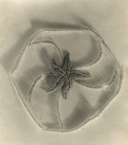 José Alemany Bori (1895-1951)
Starfish, c. 1939.
Totem pole.
Two vintage silver prints, one mounted on cardboard. Photographer's signature (1), title (1) and date (1) on the mount. Stamp of the photographer (1) on the back of the mount.
7,5 x 8,8 and 19 x 24,3 cm

Provenance: 
Thessa Herold Gallery
