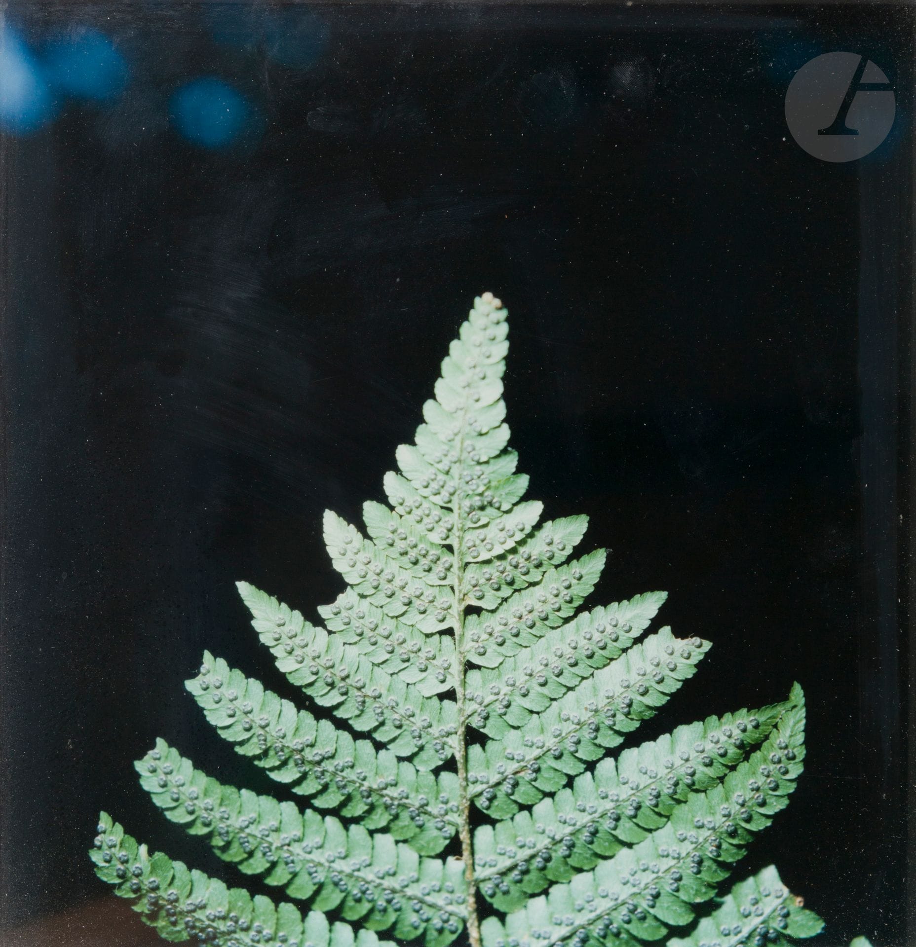 Rinko Kawauchi (1972)
Sans titres. Série Utatane et Aila, 2001-2004.
Trois (3) épreuves chromogéniques, deux (2) contrecollées sur Aludibond et une (1) sur carton. Étiquettes de la galerie Priska Pasquer avec titres, dates, numérotation à 6 exemplaires et signature du photographe aux versos.
Formats : 20 x 17,5 et 30,5 x 25,5 cm