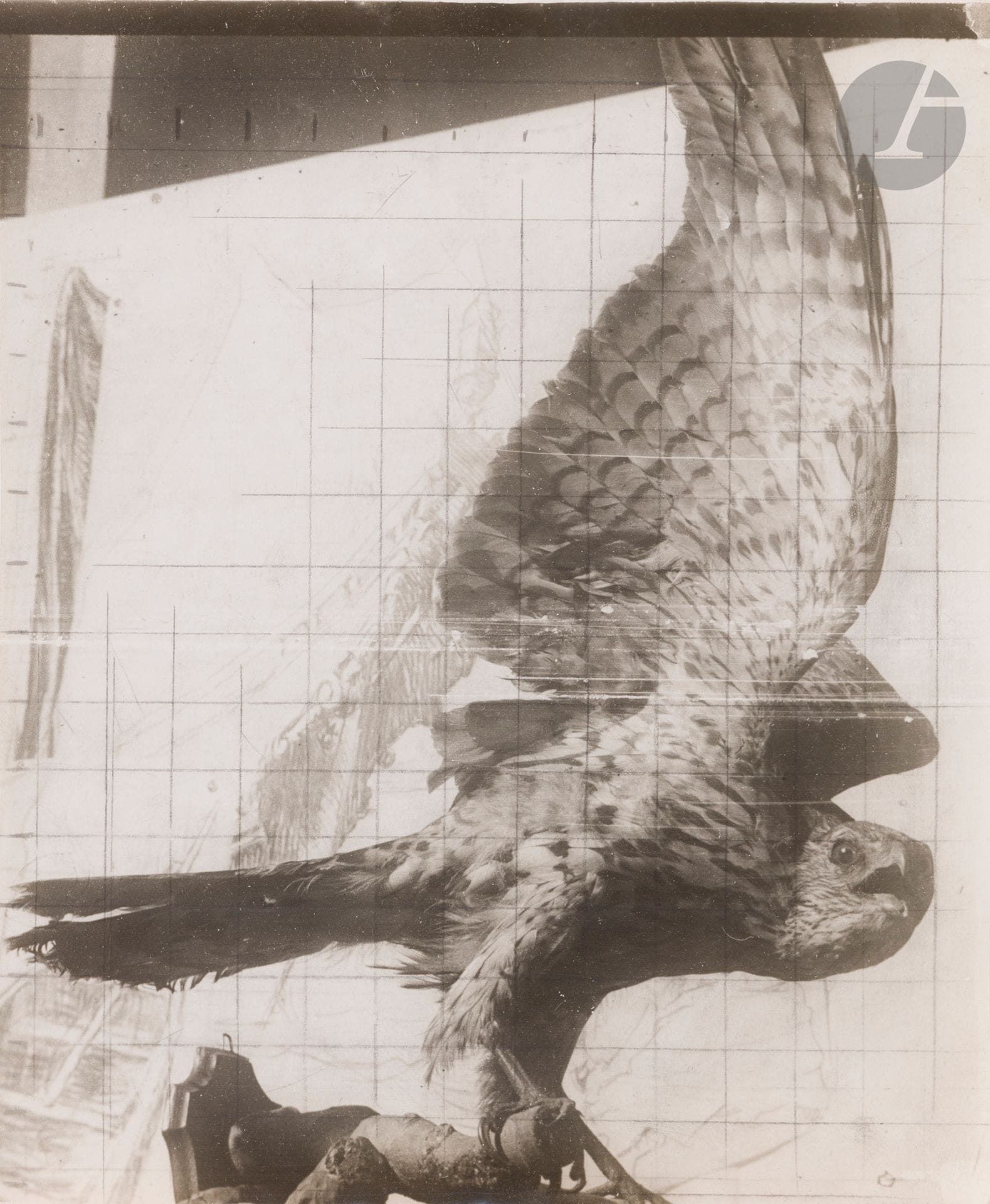 José Maria Sert (1874-1945)
Étude d’oiseaux empaillés, c. 1910-1930.
Études pour le deuxième projet de la Cathédrale de Vic.
12 épreuves argentiques d’époque. Mise au carreau au crayon sur quelques épreuves. Un croquis et quelques annotations aux versos des épreuves. 
Formats : de 11,5 x 12 à 24 x 30 cm