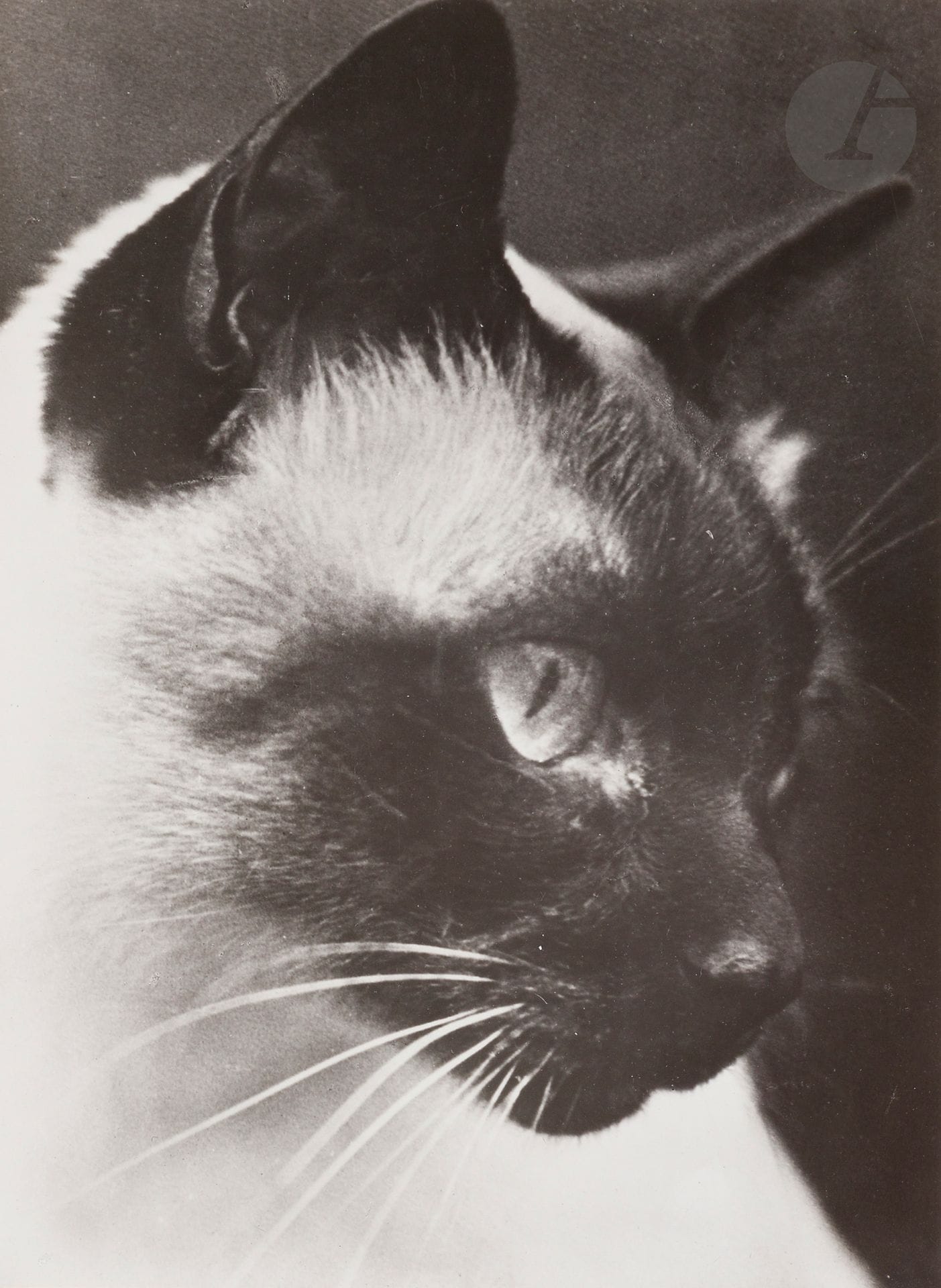 Camilla Koffler, dite Ylla (1911-1955)
Chat, c. 1930.
Épreuve argentique (issue du portfolio 10 photos originales publié en 1933) contrecollée sur carton, signée à l’encre et numérotée à 50 exemplaires au crayon sur le montage en bas.
22 x 16 cm