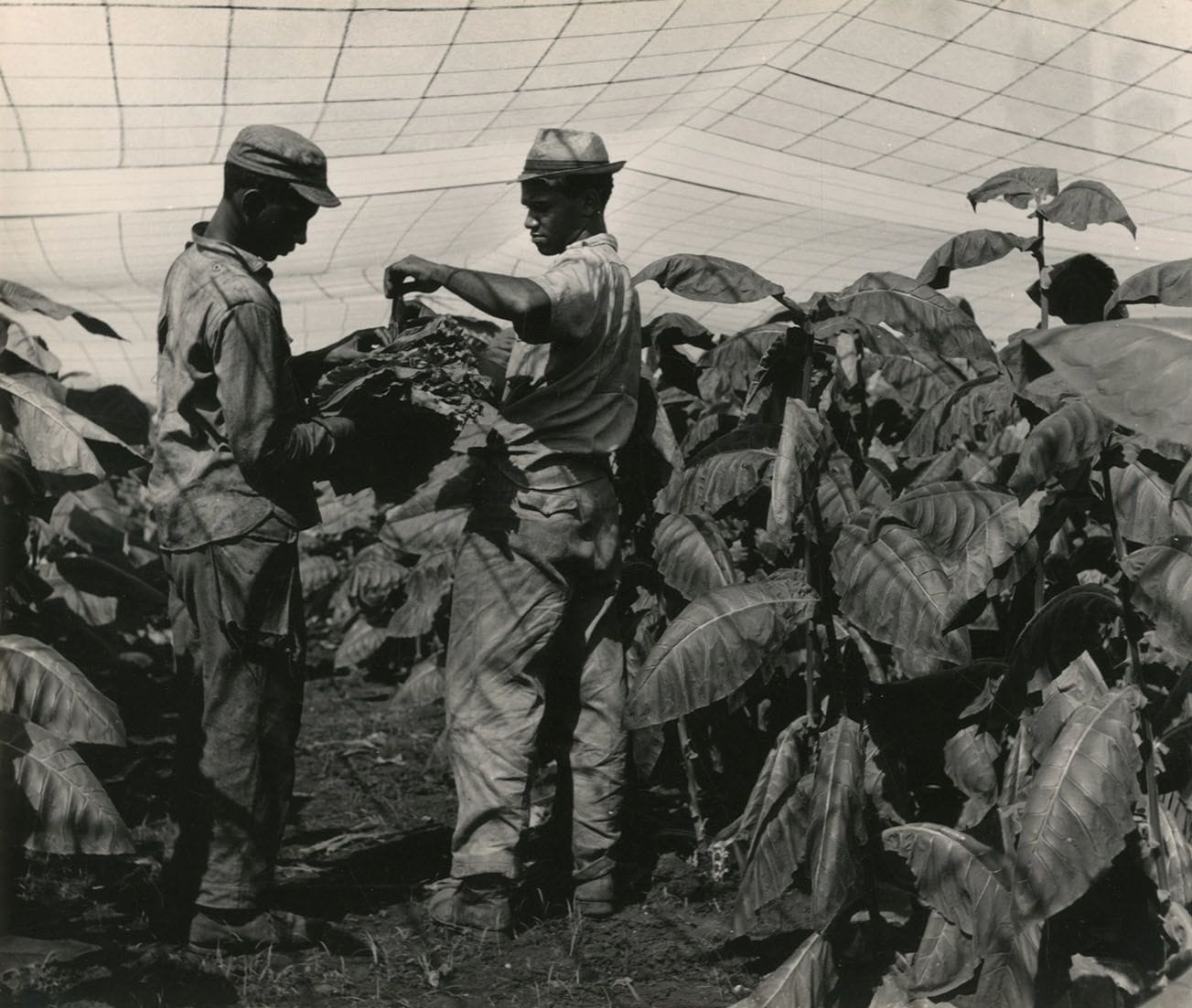 Luc Chessex (1936)
Cuba, c. 1965.
L'école d'arts plastiques de la Havane construite par l'architecte Riccardo Porro. Plantations de tabac. Maraichères. Portraits.
Neuf épreuves argentiques d'époque. Tampons des photographes Lux Chessex (4) et "Marc Gaillard" (5), annotations manuscrites et indications de recadrage aux versos.
Formats : de 24 x 17,5 à 20,3 x 29,7 cm

On joint le numéro de juillet 1965 du magazine Réalités dans lequel quelques images sont reproduites.