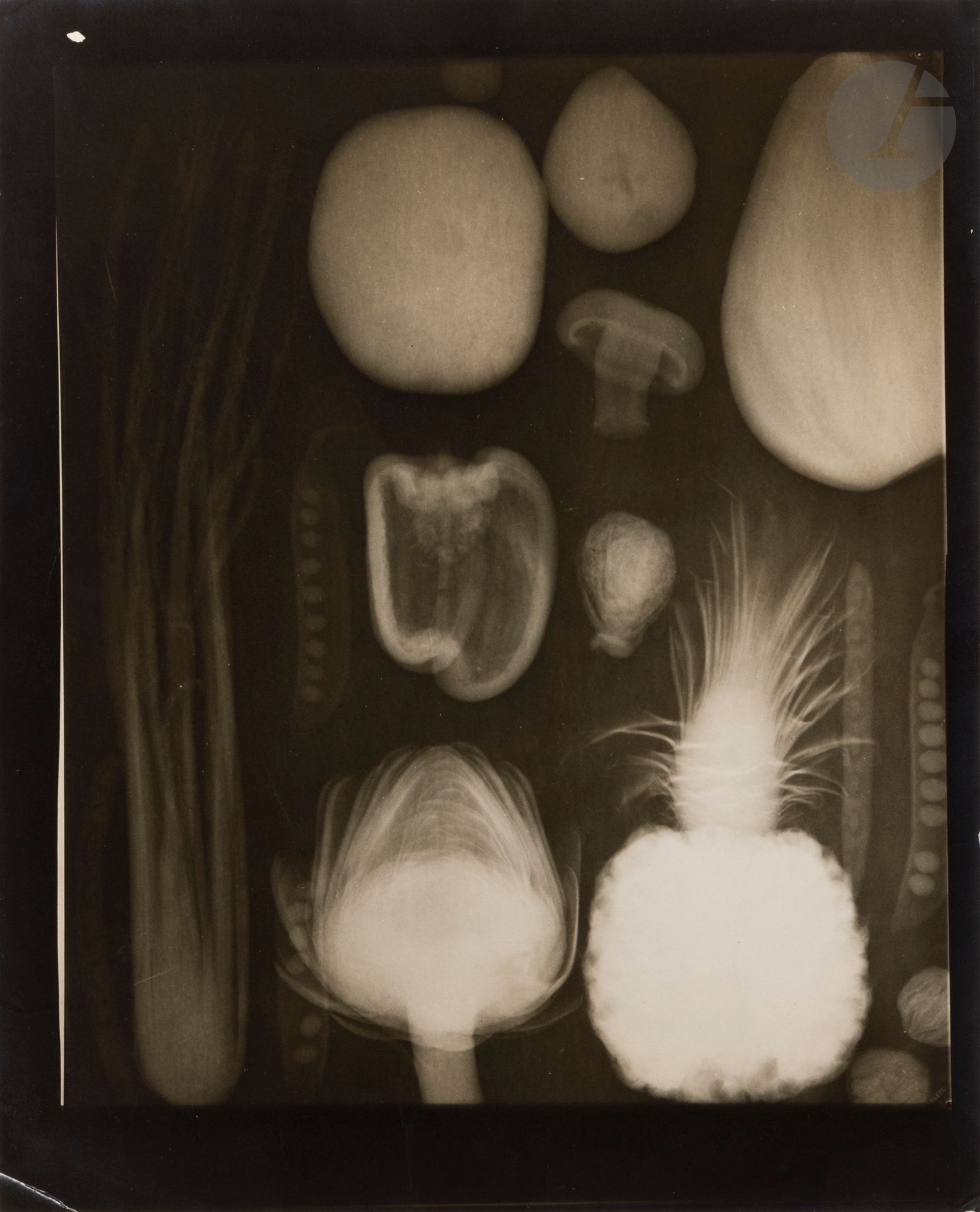 Gene Fenn (1911-2001) 
Étude végétale aux rayons X, 1948-1949. 
Épreuve argentique d’époque, signée à l’encre, datée et annotée au crayon au verso. 
Image : 21,8 x 18,2 cm / Feuille : 25 x 20,2 cm

Provenance : Collection Gene Fenn.