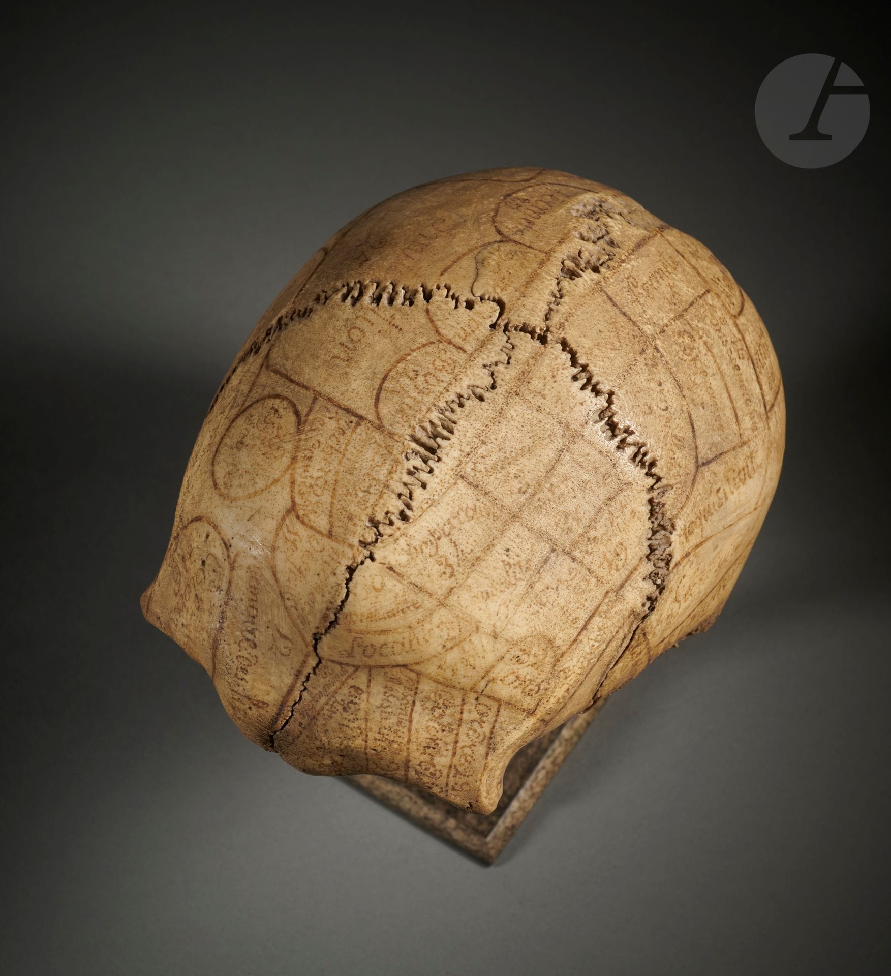 Phrenology skull
France, mid-19th century. Natural bone and India ink, on modern base.
D. 13.5 x 19 x 13 cm
Remarkable specimen of a phrenological skull, testifying to the various systems developed during the 19th century in France by this discipline then presented as medical. The theory was founded in Vienna at the end of the 18th century by the German physician Franz Joseph Gall (1758-1828). This pseudo-science, called cranioscopy by its originator, claimed to establish the psychological profile of individuals by palpating the surface of the skull for protuberant areas or bumps.
This calvarium skull is adorned with a handwritten map carefully traced in Indian ink: some sixty zones delimited by a curvilinear line, with dotted words associated with numbers, cover the entire cranial vault. This mapping of the brain corresponds to the system established by Gall and enlarged by physician François Broussais in the 1840s, with 38 compartments corresponding to "feelings" and "inclinations" such as kindness (no. 24), self-esteem (no. 10), or dreaming (no. 29), placed here above the right arch. This skull also bears, on its large left wing, the mark of the system established by Gall's pupil and collaborator, Dr. Johann Gaspar Spurzheim (1766-1832). His system can be identified by compound words with the suffix "ité", such as aggressiveness, combativeness and approbativeness (or the desire to please), an inclination that seems more present on female skulls.
This skull, with its beautiful patina and delicate, sometimes faded lettering, shows weaknesses consolidated by adhesives on the inside.
Provenance 
Jean Roudillon Collection
References
Spurzheim, Observation sur la phrénologie : ouvrage précédé du Manuel de phrénologie publié par l'auteur, Paris, 1818. | Broussais, Cours de phrénologie, Paris, Baillière, 1836. | L'âme au corps : arts et sciences, 1793-1993. Paris, RMN Grand Palais, 2002, pp. 255 ff. | A phrenological calvarium skull is kept at the Musée Crozatier, inventory no. 890.189.