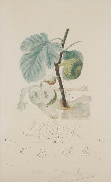 Salvador DALI (1904-1989)
Homme figuier. Pl. de la suite Flordali (Les Fruits). 1969-1970. Lithographie et pointe sèche. 365 x 560. Michler et Löpsinger 345. Impression en couleurs. Belle épreuve sur vélin crème fort, revêtue d?une annotation «E.A.» et d?une signature à la mine de plomb. Marges. Cadre