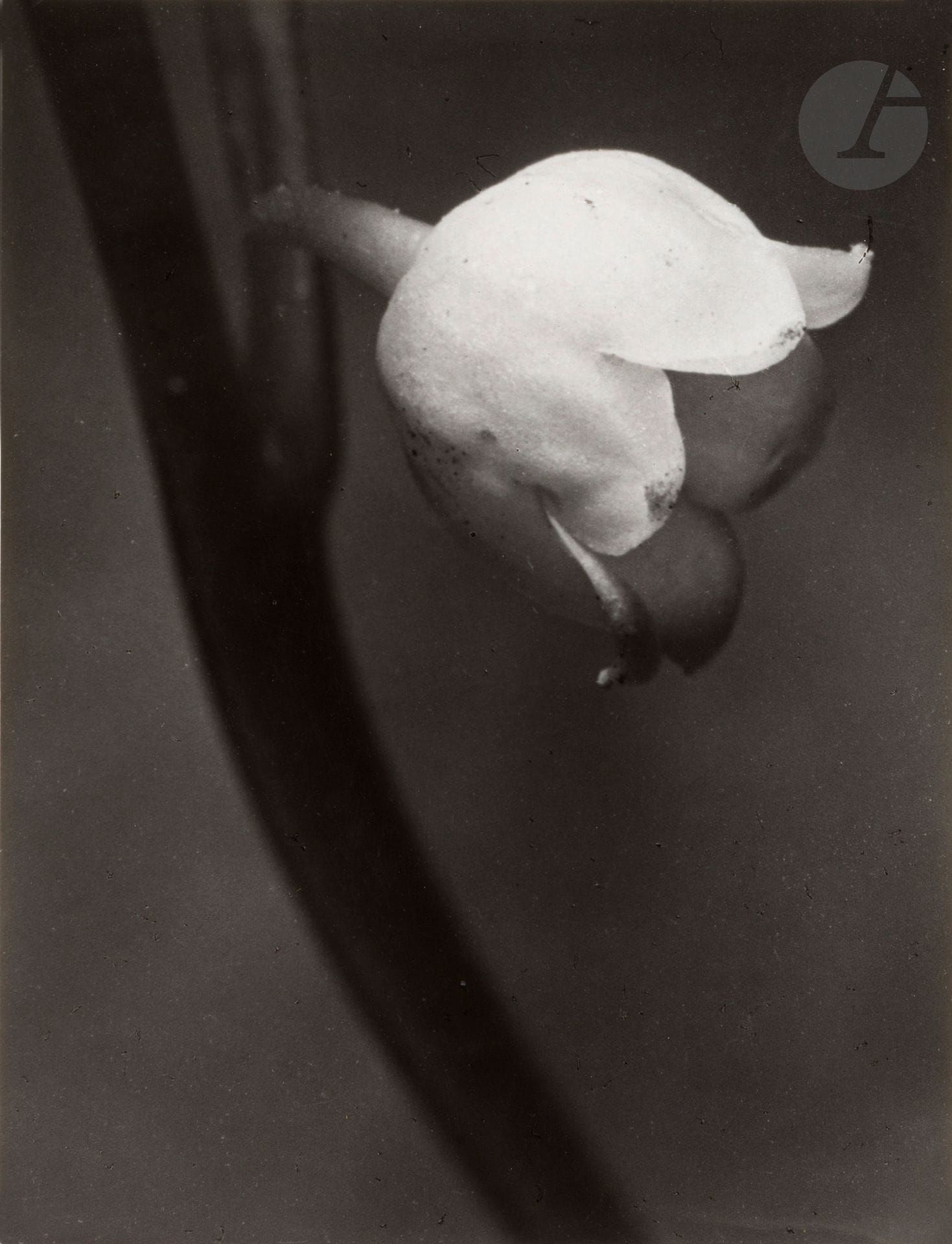 Brassaï (Gyula Halász, dit) (1899-1984)
Muguet, c. 1935.
Épreuve argentique d’époque. Tampons « Brassaï - 81, rue du Faubg St Jacques » (2), tampon « Succession - Brassaï - Estate », signature au crayon, titre et annotations manuscrites au verso.
22,8 x 17,5 cm

Provenance : 
Vente Brassaï, Millon & Associés, Paris, 2 octobre 2006, n°345.

Collection d'un amateur - N°66 à 93