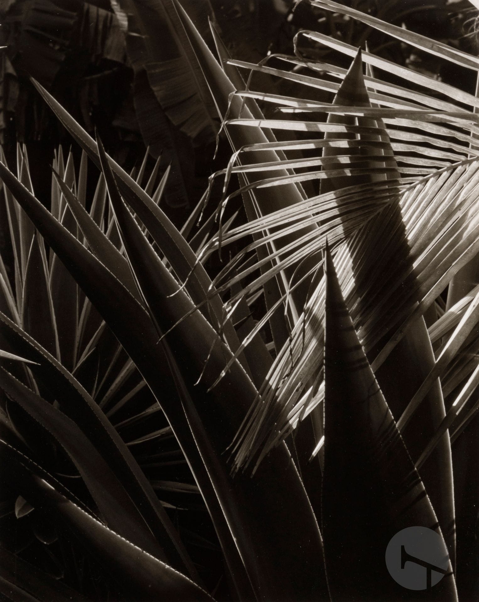 Ralph Steiner (1899-1986)
Palmetto leaves. Martinique, 1967.
Épreuve argentique (1981), signée et datée au crayon au verso, signée et datée au crayon sur le passe-partout en bas. 
Image : 19,5 x 24,7 cm / Feuille : 20,2 x 25,5 cm

Provenance : 
Ancienne collection du Art Institute of Chicago.

Collection d'un amateur - N°66 à 93