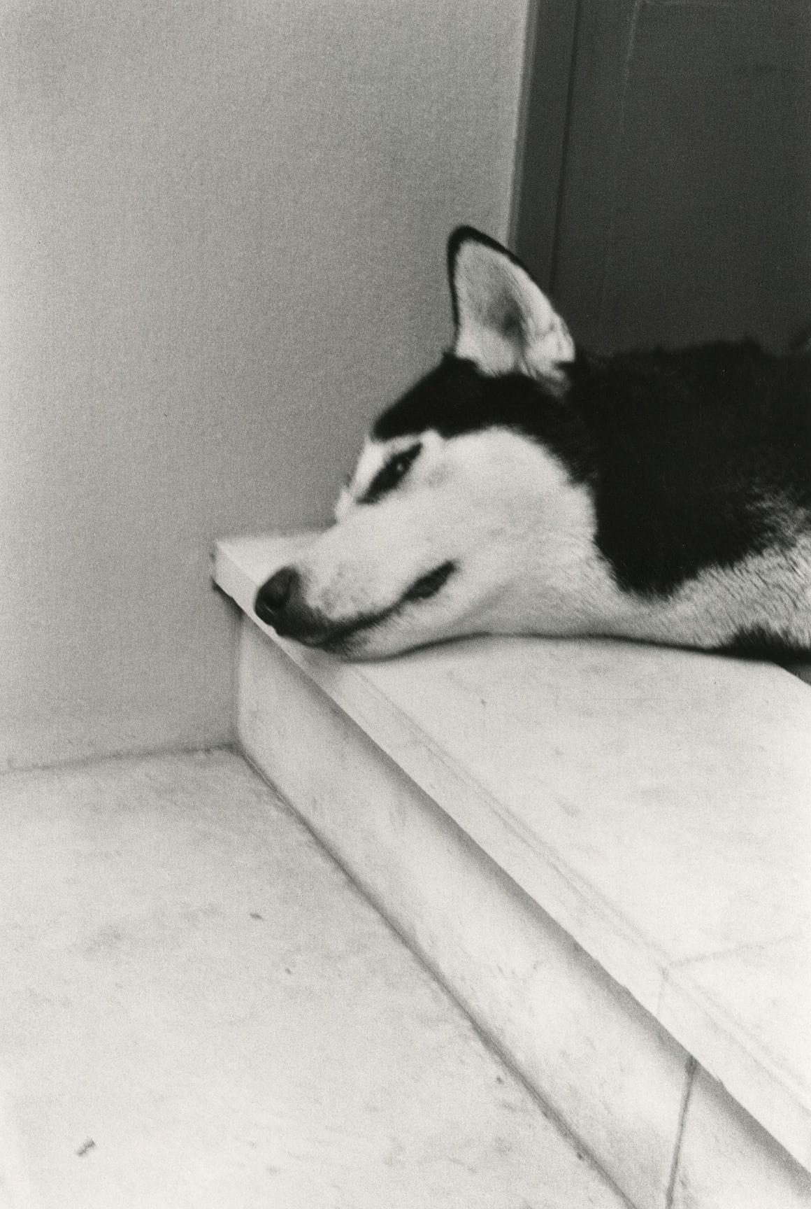 Yves Guillot (1951)

Husky, c. 1980.

Vintage silver print signed on verso.

Image : 30 x 20 cm / Sheet : 40 x 31 cm