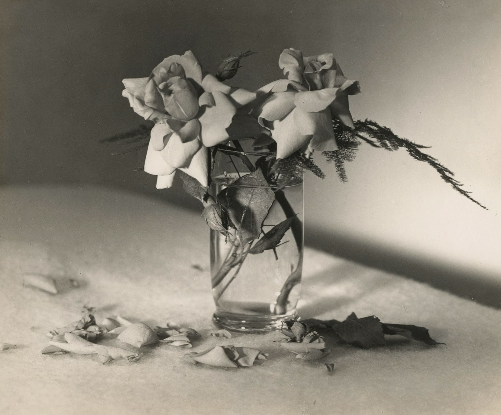 Jean-Marie Auradon (1887-1957)

Roses, c. 1930.

Épreuve argentique d'époque. Tampon du photographe et annotations Quelques roses que tu cueilles (de Tristan Derème) au verso.

23,5 x 28,3 cm