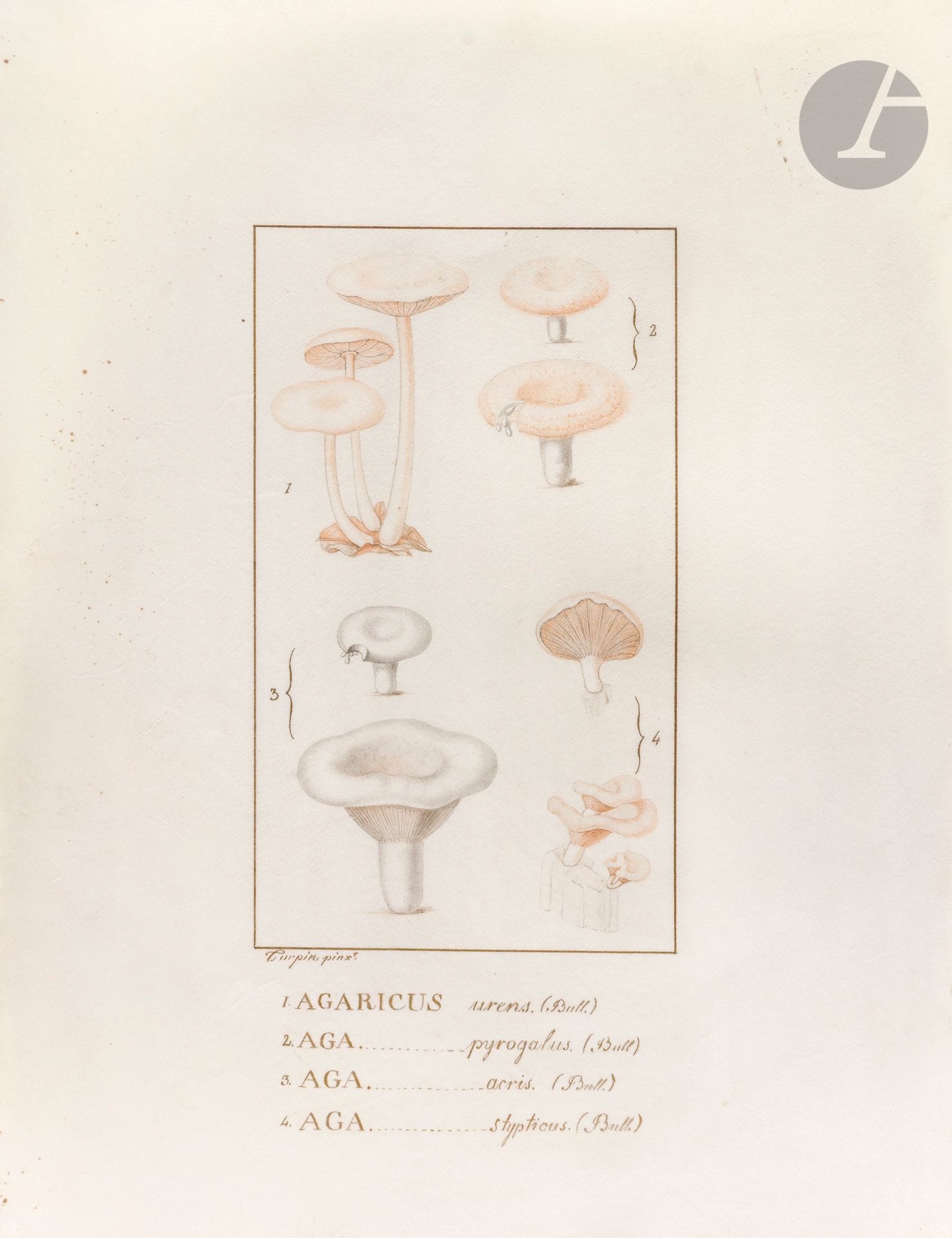 Pierre Jean François TURPIN 
(Vire 1775 - Paris 1840)
Planche de botanique : Acotylédons tab 16
Gouache sur vélin et rehauts de doré.
Signée et légendée dans le bas « Turpin pinx ».
(Ondulation du vélin en haut à gauche, petites taches et bords irréguliers).
26,5 x 21 cm

Notre dessin est préparatoire à la planche n°16, p. 561 de Leçons faisant partie du Cours de médecine légale de M. Orfila (Édition 1821).