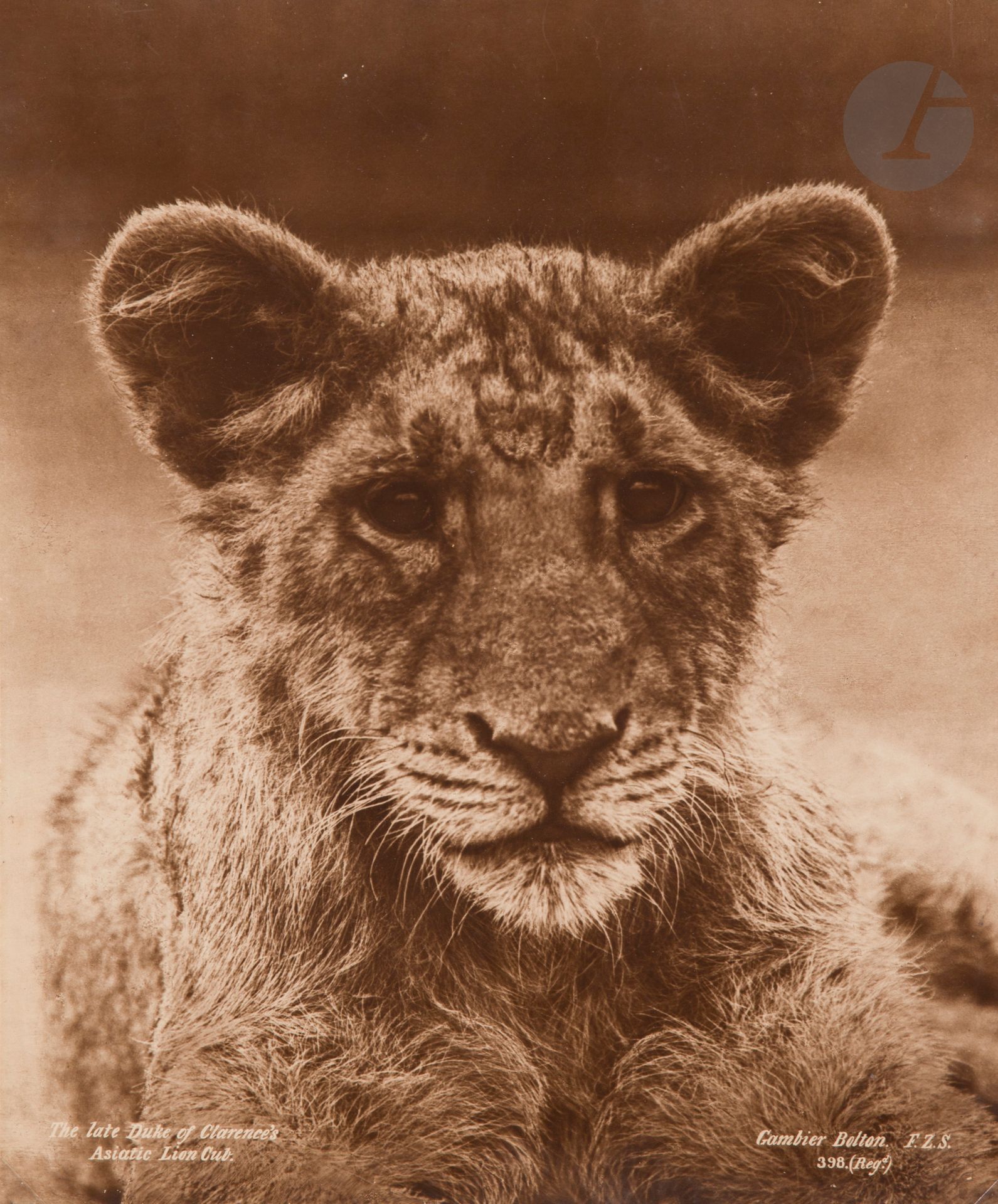 Gambier Bolton (1854-1928)
The late Duke of Clarence’s Asiatic Lion Cut, c. 1890. 
Épreuve au charbon d’époque, contrecollée sur carton. Crédit du photographe, titre et numéro de référence dans le négatif en bas. 
29,8 x 24,7 cm