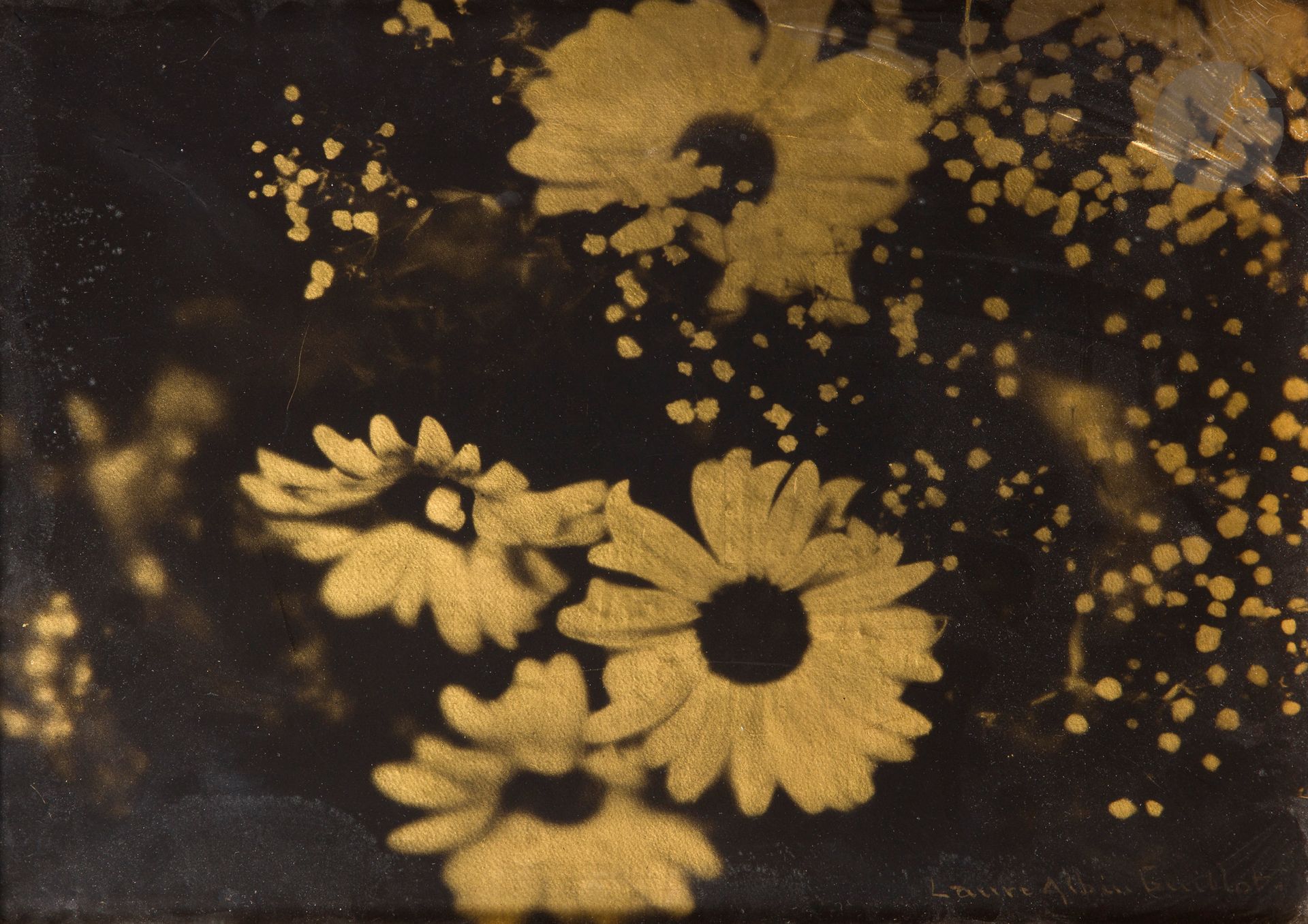 Laure Albin Guillot (1879-1962)
Marguerites, c. 1927. 
Épreuve pigmentaire d’époque sur fond or, signée en bas à droite. 
29 x 38 cm

En mai 1927, Laure Albin Guillot dépose un brevet auprès du Ministère du Commerce et de l’Industrie, intitulé «Perfectionnements aux reproductions photographiques». Ce dernier décrit notamment un procédé associant une émulsion de bichromate de potassium pigmenté et un support (désigné sous le terme de substratum) fait de feuilles de métaux précieux, de bois ou de nacre).