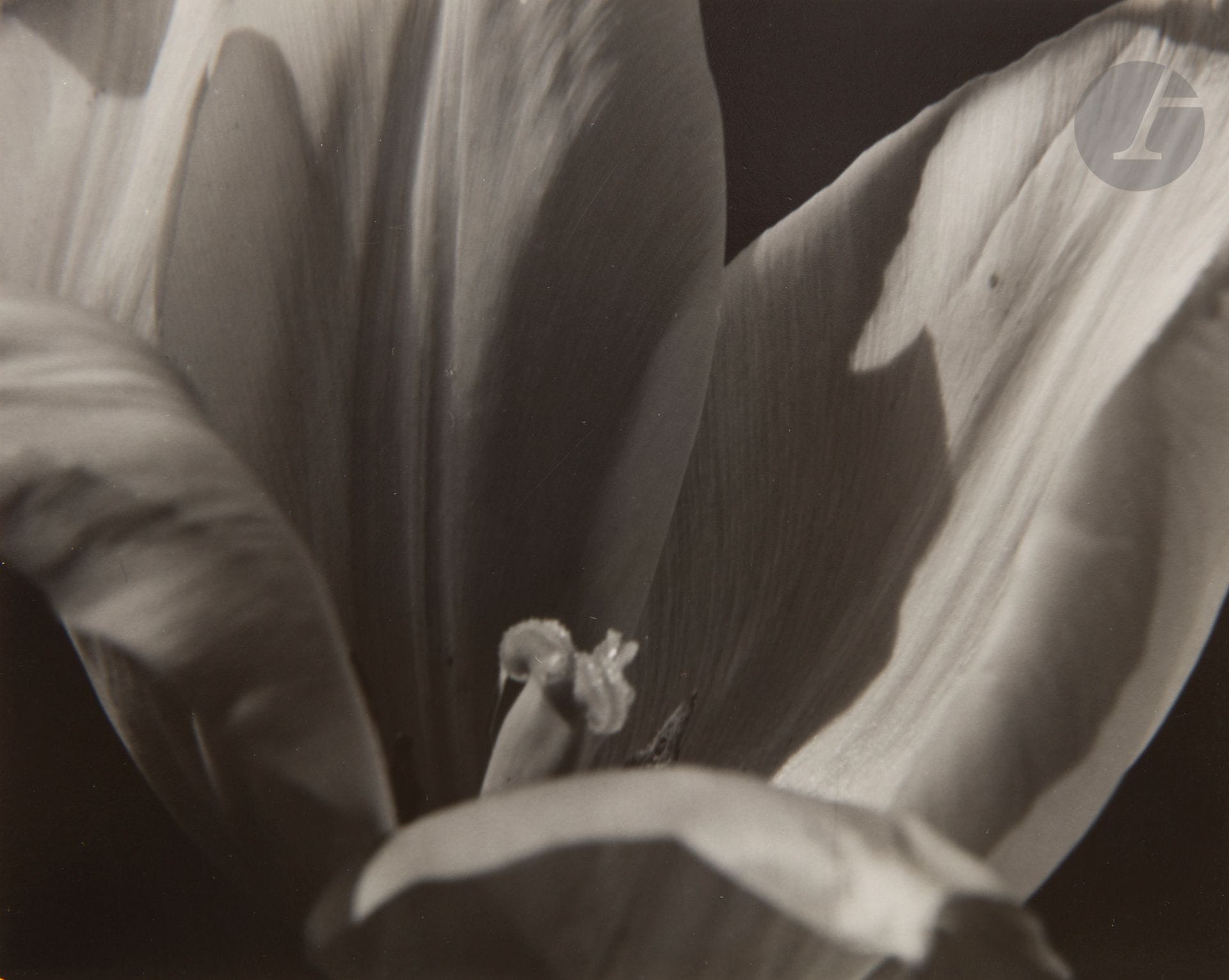 Johan Hagemeyer (1884-1962)
Fleur. Californie, 1948.
Épreuve argentique d’époque, montée par le haut sur carton, signée, titrée « Helen Gahagan » et datée « 1941 » au crayon au verso du montage (réemploi d’un ancien montage). Tampon du photographe, date et annotations manuscrites au verso.
10,7 x 13,2 cm

Provenance : 
Ancienne collection du Art Institute of Chicago.
