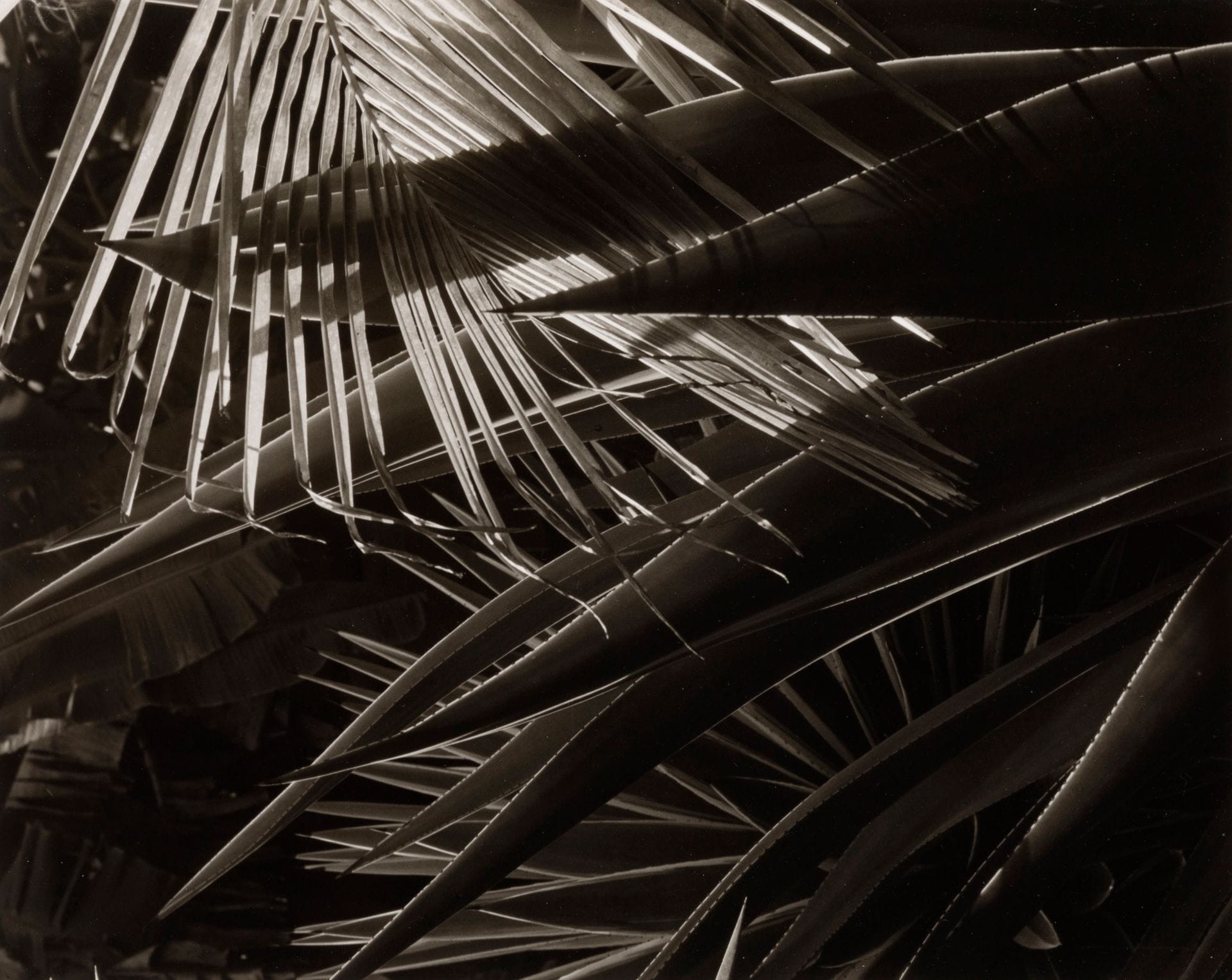 Ralph Steiner (1899-1986)
Palmetto leaves. Martinique, 1967.
Épreuve argentique (1981), signée et datée au crayon au verso, signée et datée au crayon sur le passe-partout en bas. 
Image : 19,5 x 24,7 cm / Feuille : 20,2 x 25,5 cm

Provenance : 
Ancienne collection du Art Institute of Chicago.