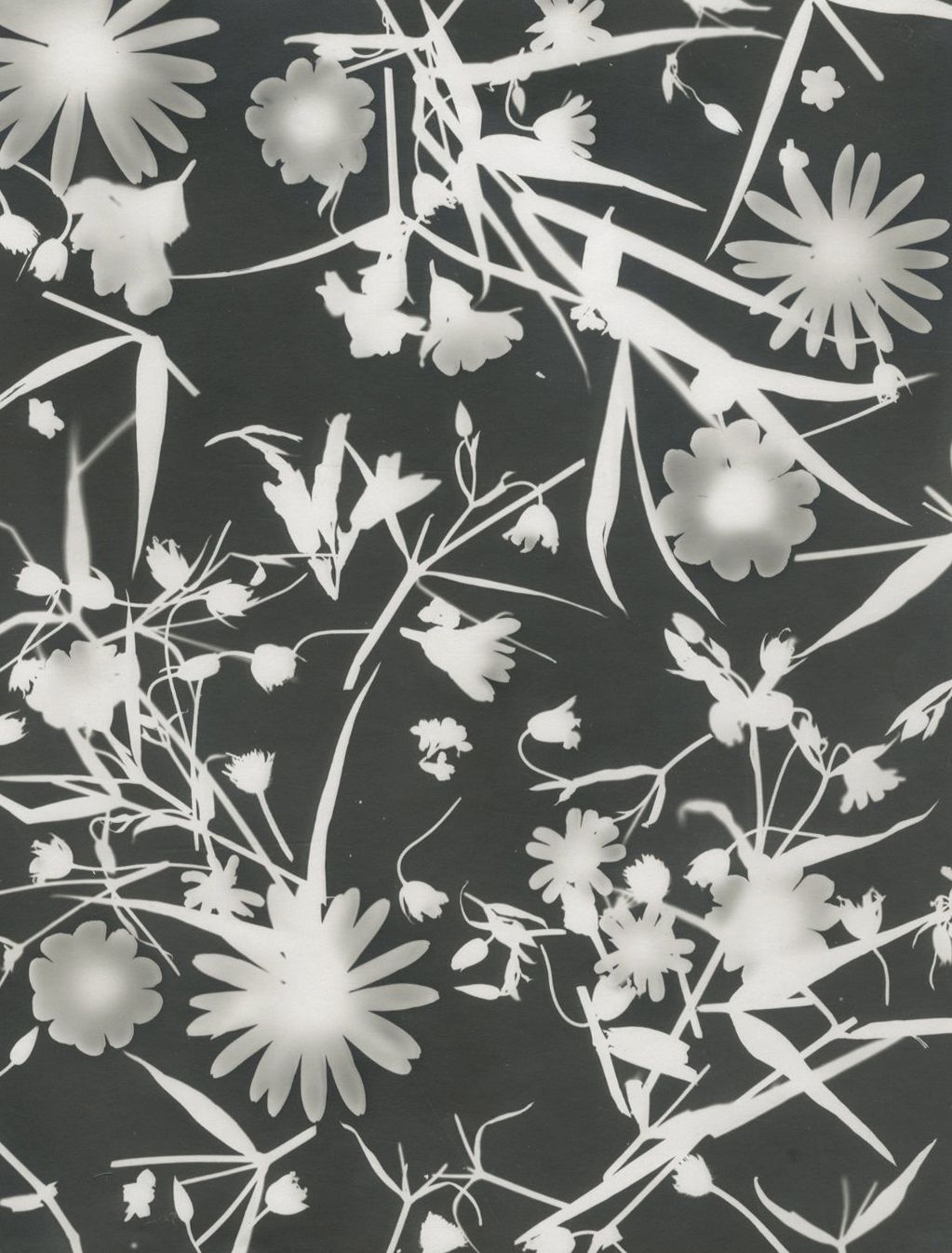 Photographe non identifié 
Photogramme [fleurs], c. 1935. 
Épreuve argentique d'époque. 
23,8 x 18 cm