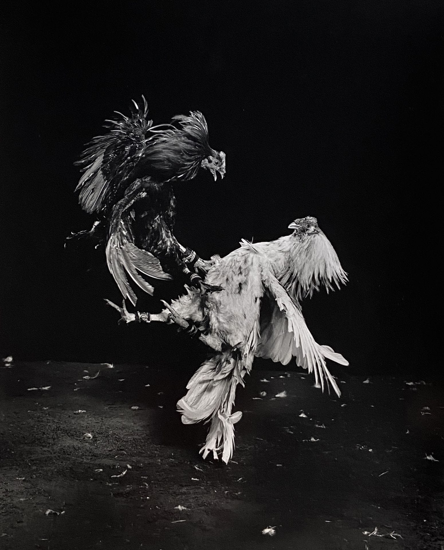 Gjon Mili (1904-1984)
Cockfigtng, 1939.
Épreuve argentique (c. 1960). Tampon "Life Magazine", crédit du photographe, annotation manuscrite : "Cockfighting : a good cock is mean, proud, beautiful" et date au verso.
Image : 49 x 39,3 cm / Feuille : 50,5 x 40,5 cm
