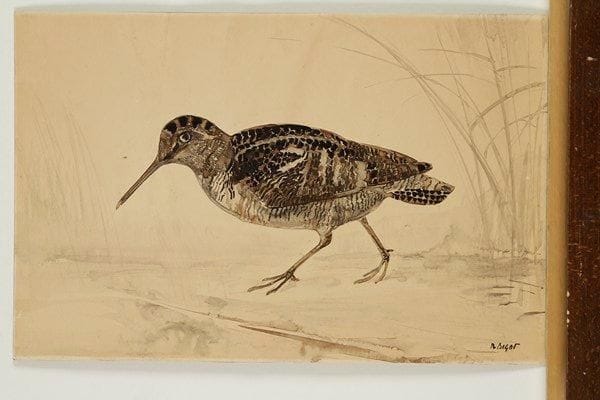Raymond BIGOT (1872-1953)
Bécasse. Encre de chine, pinceau et lavis sur vélin collé par les bords sur carton [500 x 328], signée en bas à droite